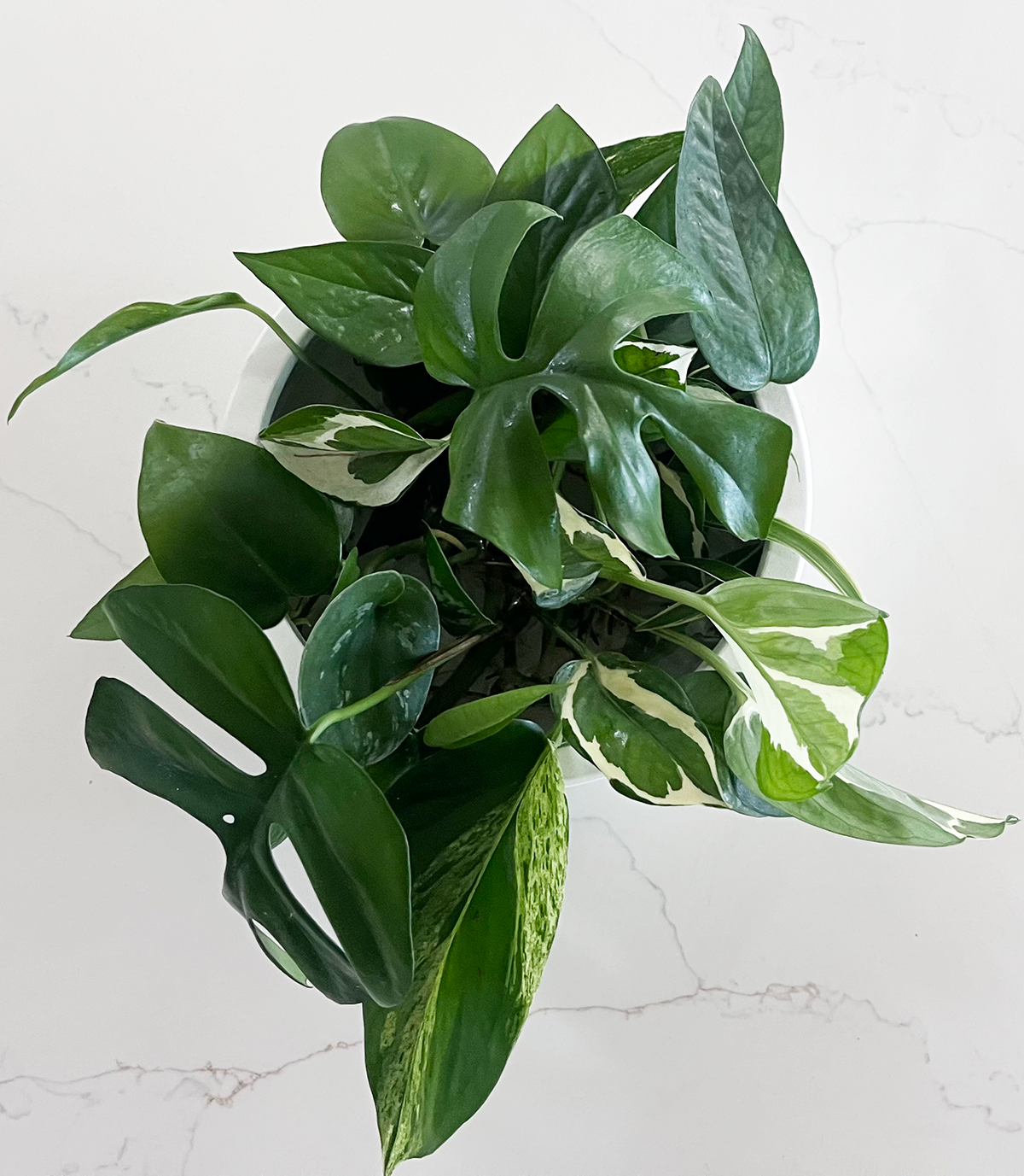 interesting_good_M_island jungles_2548.png