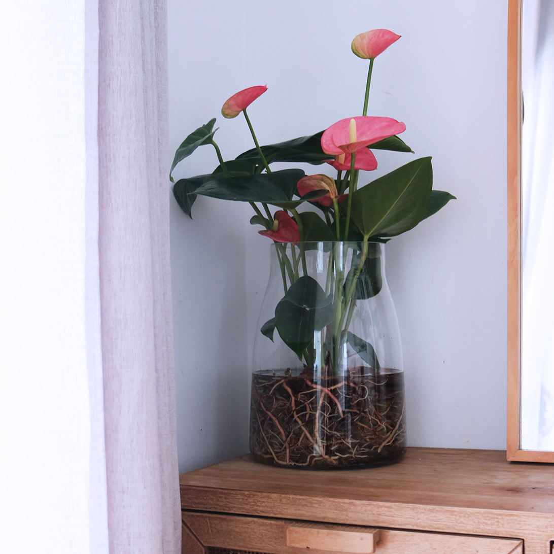Anthurium%252Bin%252BOversized%252BGlass%252BVase%252B%2525E2%252580%252593%252BVerdant%252BCurio%252BLiving%252BGreenery_verdant_7982.png