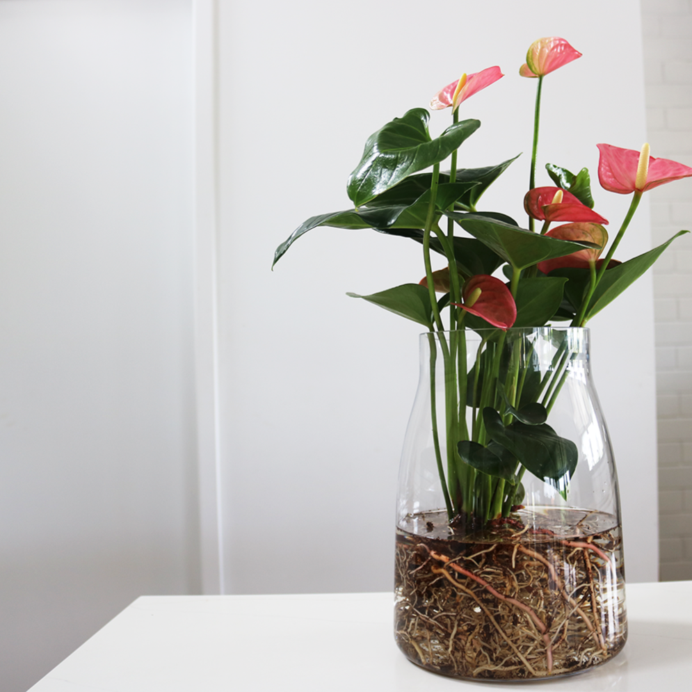 Anthurium%2Bin%2BOversized%2BGlass%2BVase%2B%25E2%2580%2593%2BVerdant%2BCurio%2BLiving%2BGreenery_verdant_7970.png