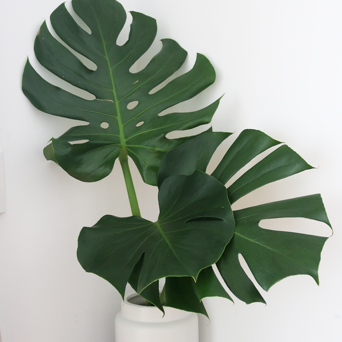 Monstera+in+Oversized+Modern+Vase+Verdant+Curio+Indoor+Greenery_good_verdant_7987.png
