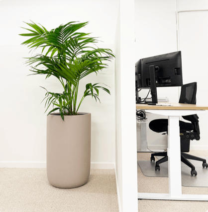 Fossil pot with kentia palm against office wall with computer and chair