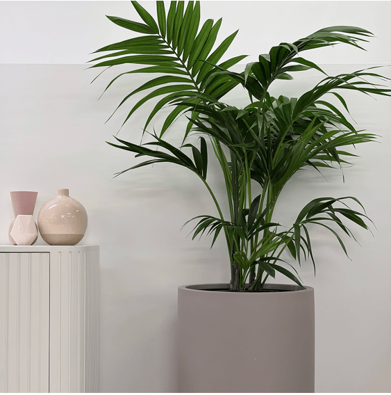 A large green indoor palm plant in a fossil pot next to a white cabinet with pink and beige decorative vases, against a white wall.