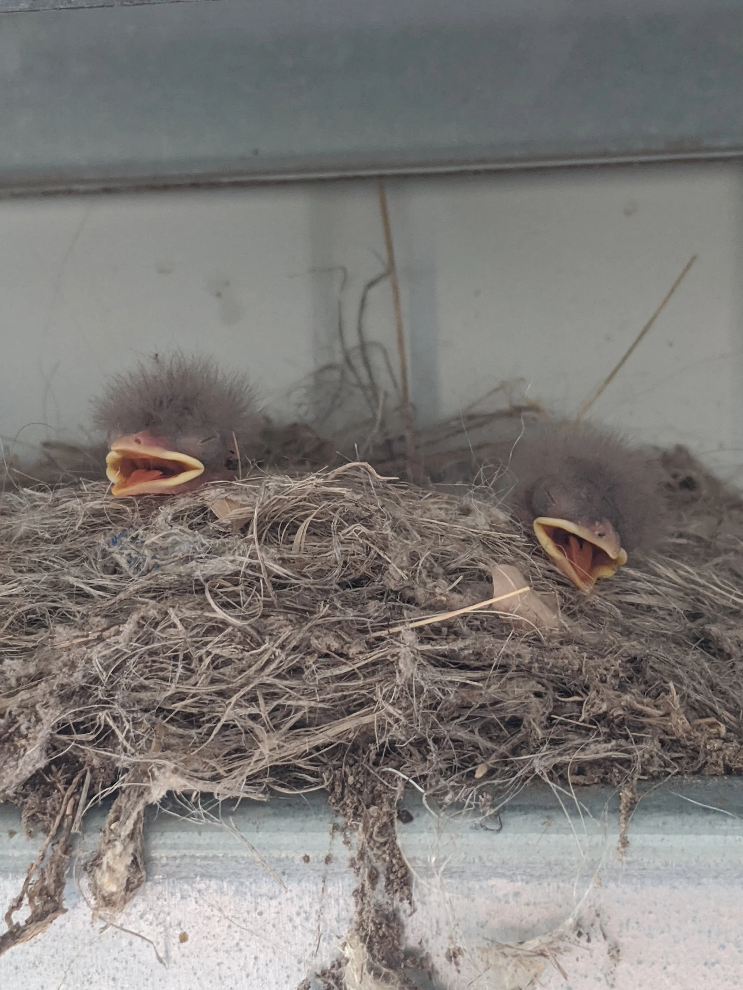 IMG_20200622_124426 (1).jpg