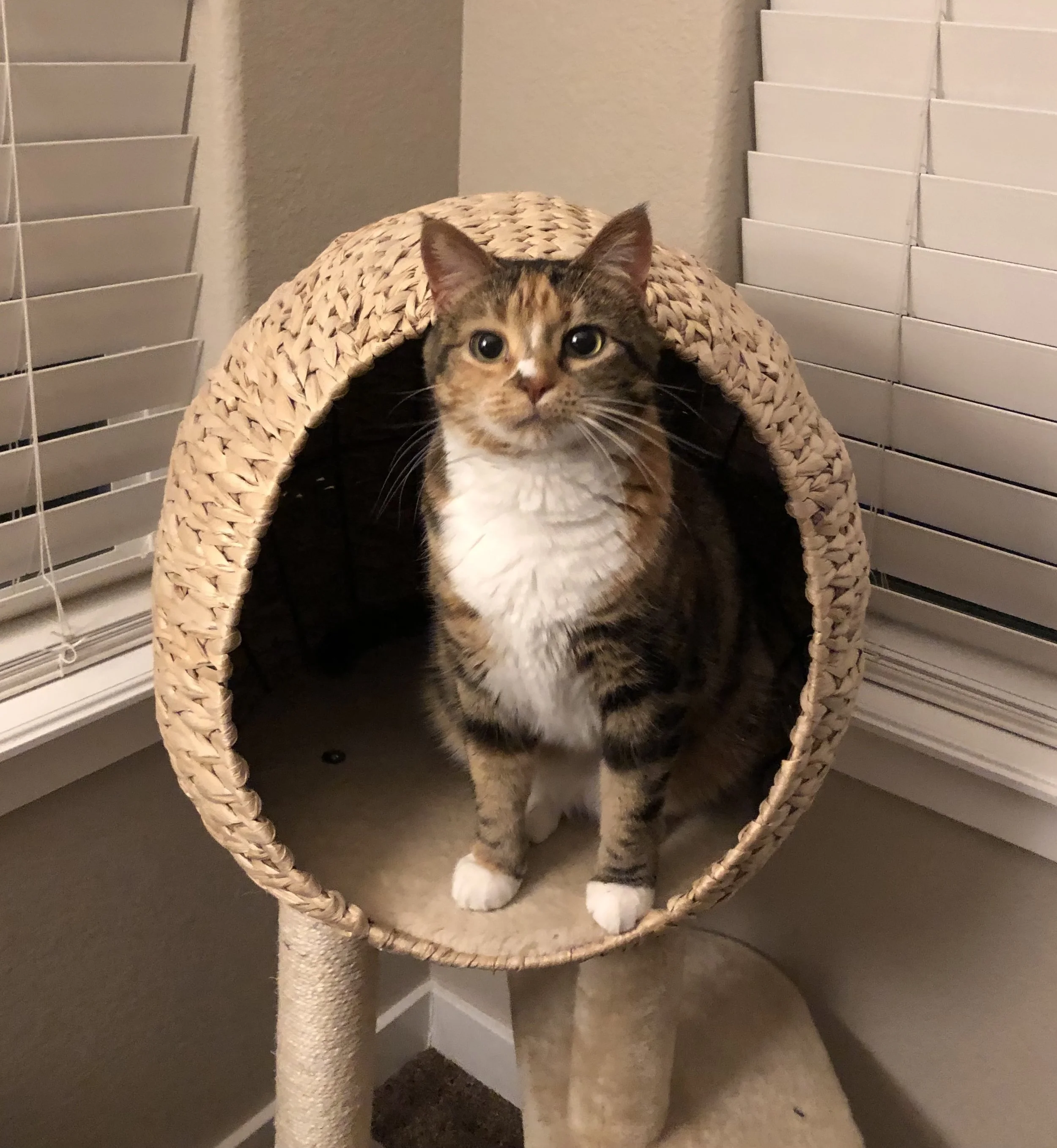 A tabby cat with white chest and paws inside a wicker cat house, on a beige cat tree in front of window blinds.