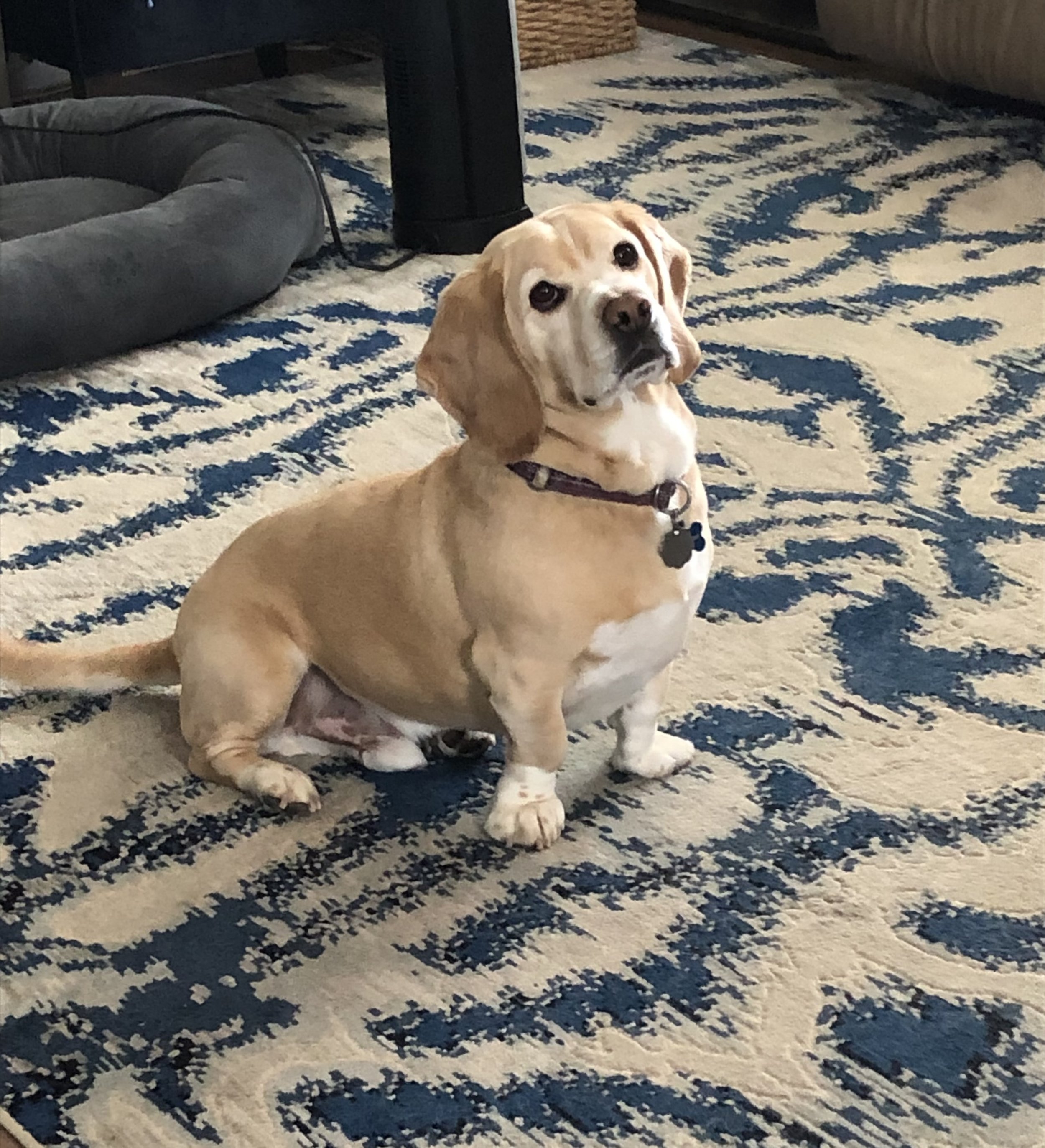 A tan and white dachshund sitting on a blue and cream patterned rug indoors.