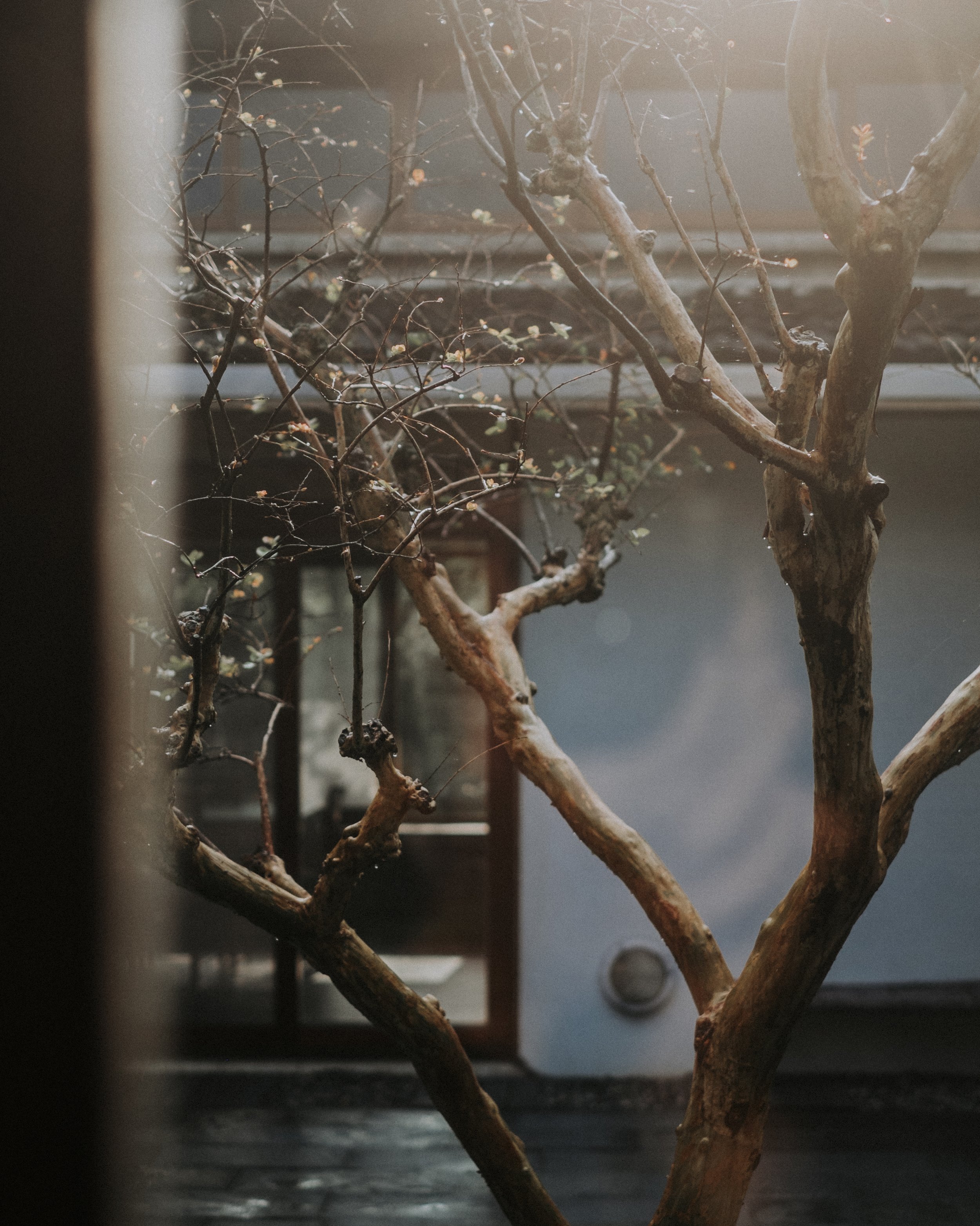 商業攝影｜透過玻璃窗框拍攝庭院樹枝與圓窗景，空間建築氛圍攝影