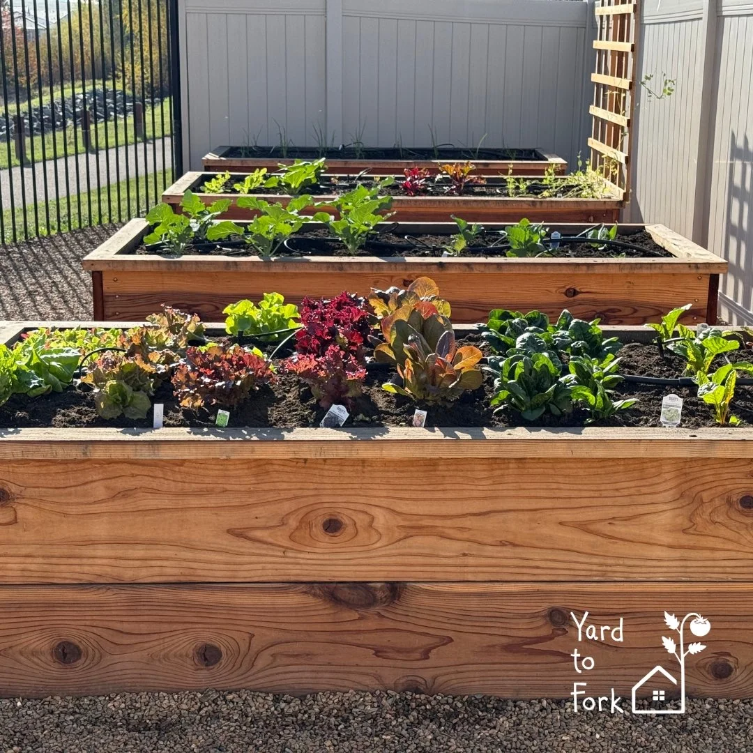Look at this winter growth!�

This El Dorado Hills client always wanted to grow their own food, but their raised beds were working against them. Their previous landscaper left them with boxes filled with boulders, clay soil, and no irrigation&mdash;s