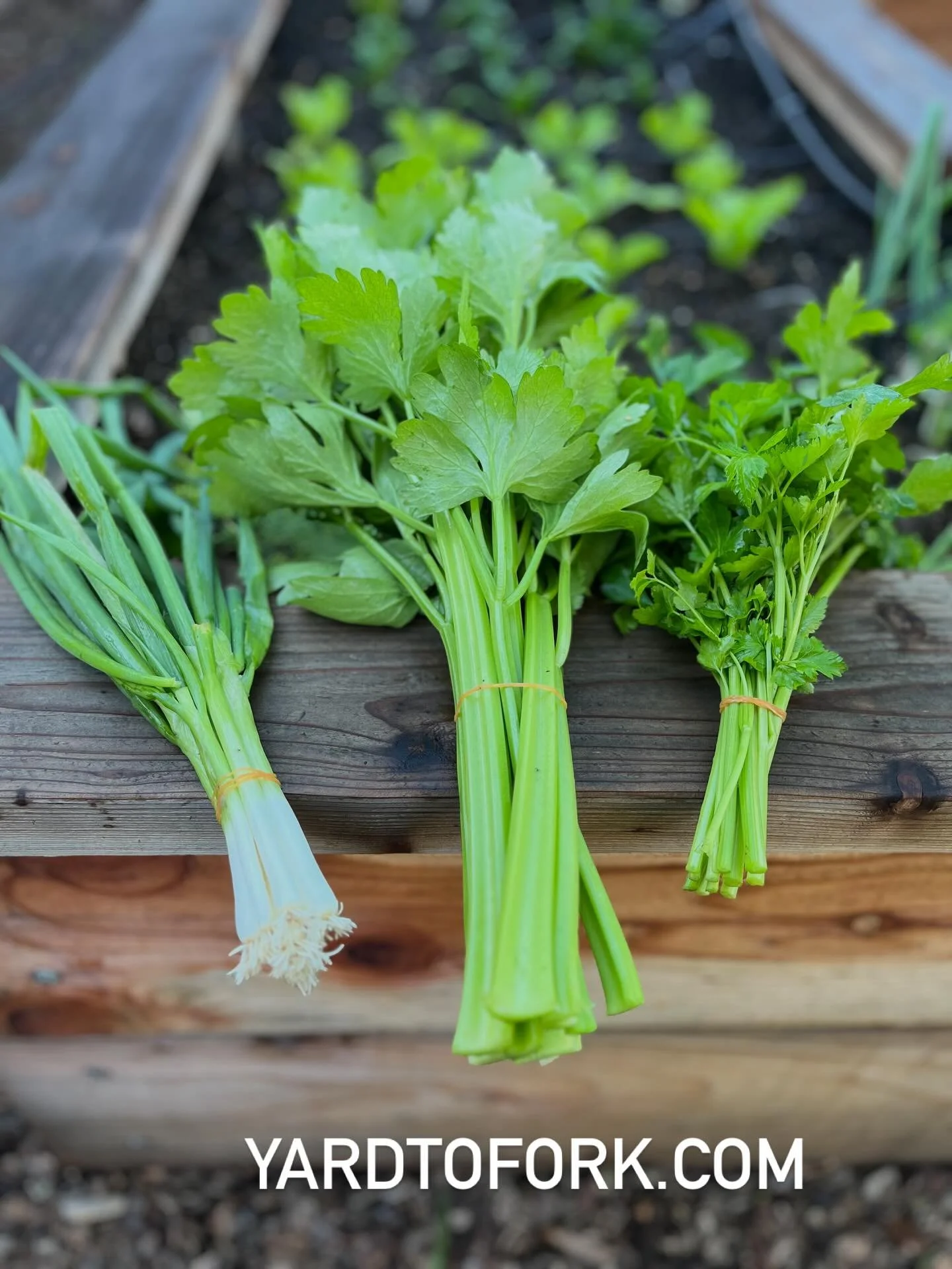 This is what happens when your garden gets professional care&hellip;
and you don&rsquo;t have to lift a finger. 

* Full beds
* Consistent harvests
* Peak flavor + nutrition
* Zero guesswork, zero weekend overwhelm

Our Yard to Fork Bi-Weekly Mainten