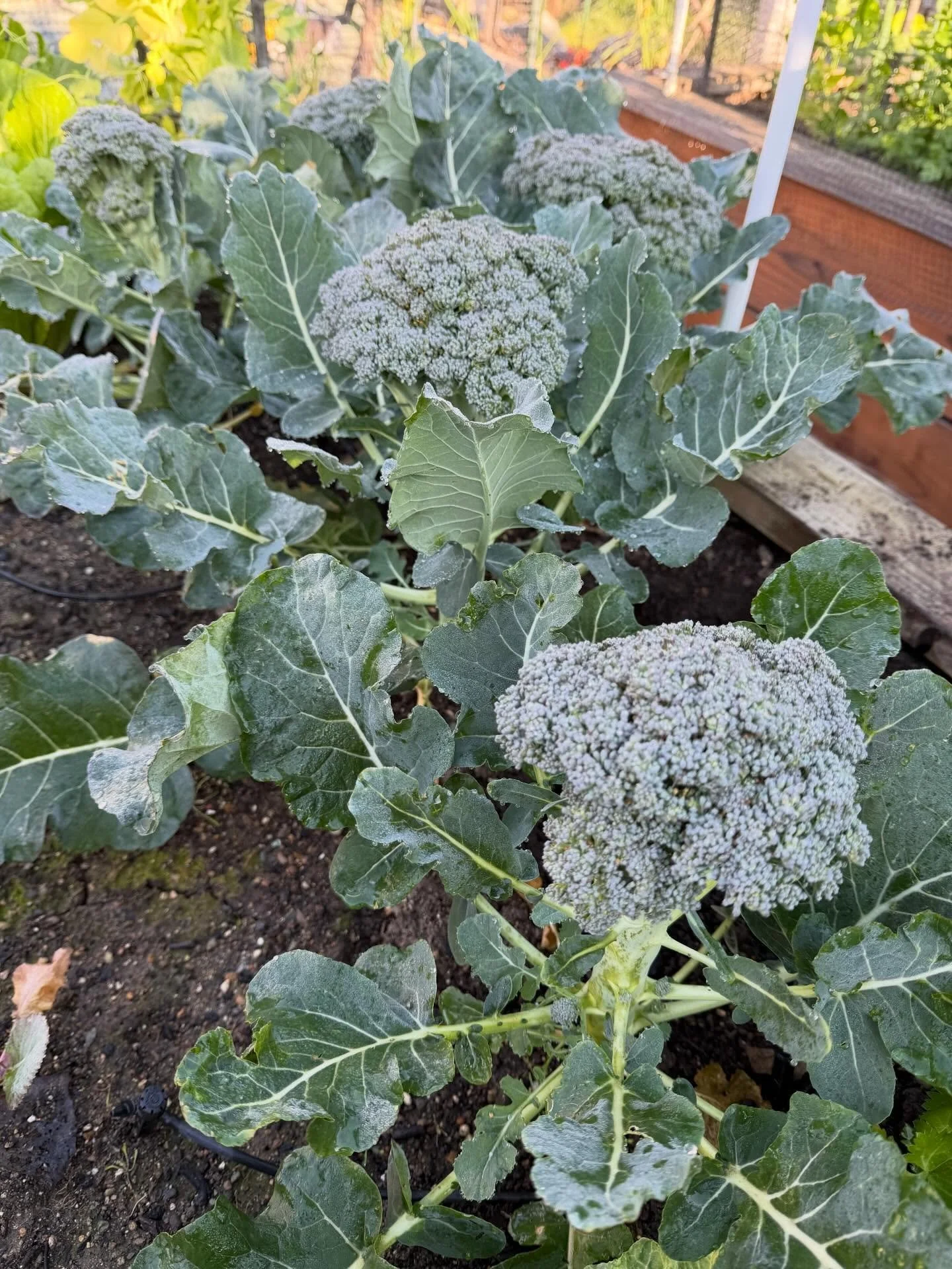Broccoli &amp; Cauliflower: Harvest Time! 

One of the most satisfying garden moments = cutting these beauties at just the right time.

When to Harvest

Broccoli:
&bull; Head is tight, firm, deep green
&bull; Buds are closed (no yellow flowers!)
&bul