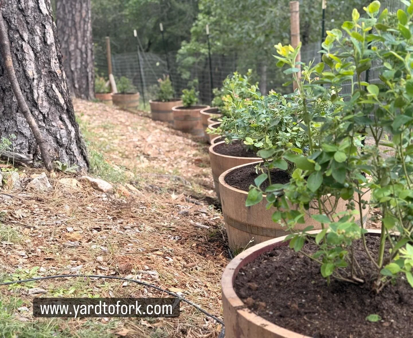 Earth Day hits a little different when you can walk outside and pick your own food 

Last week in Placerville, we wrapped up a hillside install featuring 17 wine barrel planters&mdash;now home to thriving blueberries, cucumbers, and lemongrass. What 
