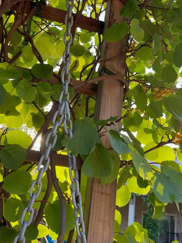 This swinging bench arbor started as a simple idea&mdash;create a space to sit. Now it&rsquo;s a living, breathing part of the garden&hellip; and it&rsquo;s fruiting.

A kiwi vine has fully taken over the structure, creating natural shade, privacy, a