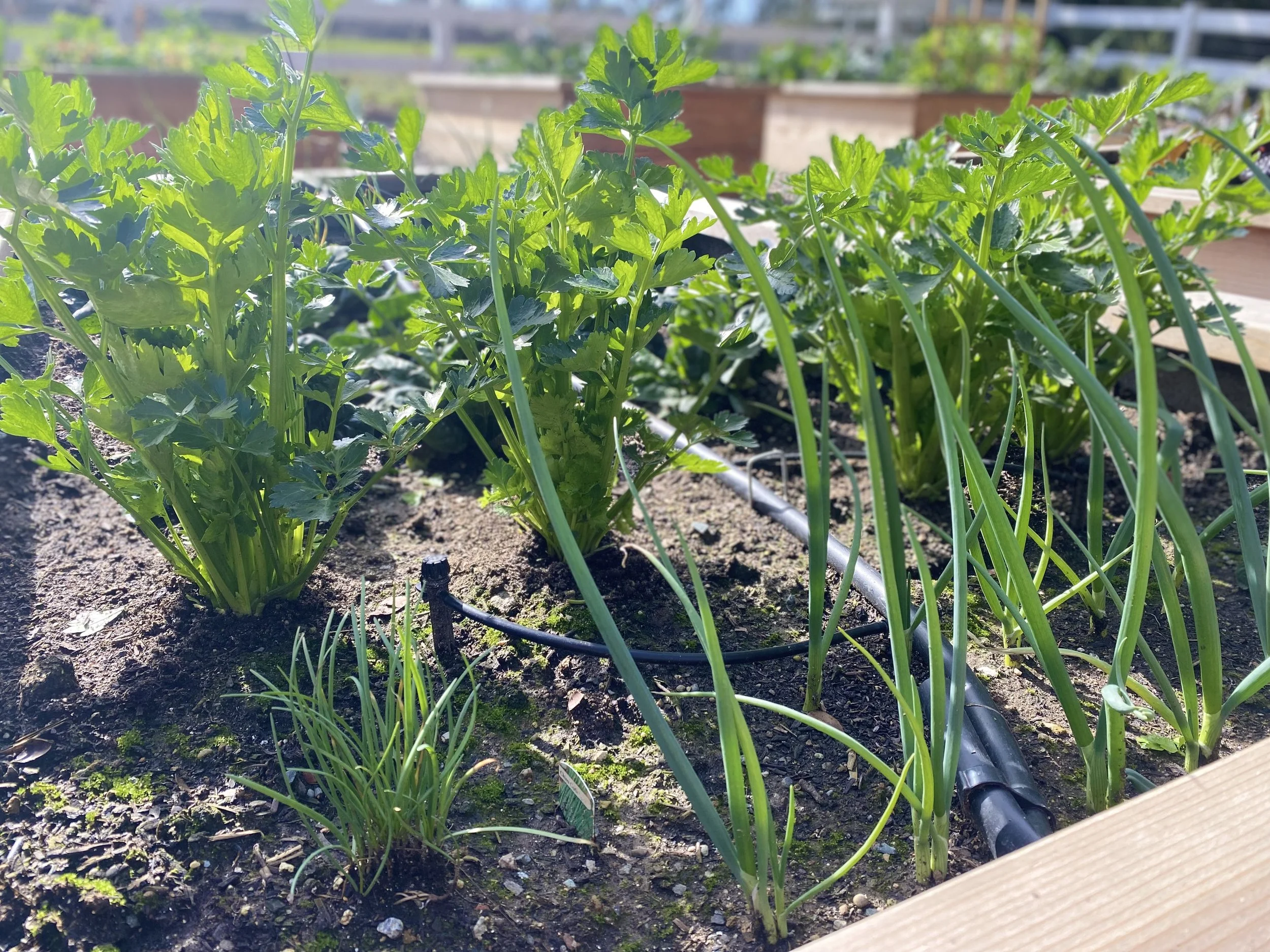 Why Succession Planting Is the Smartest Thing You Can Do for Your Sacramento Food Garden