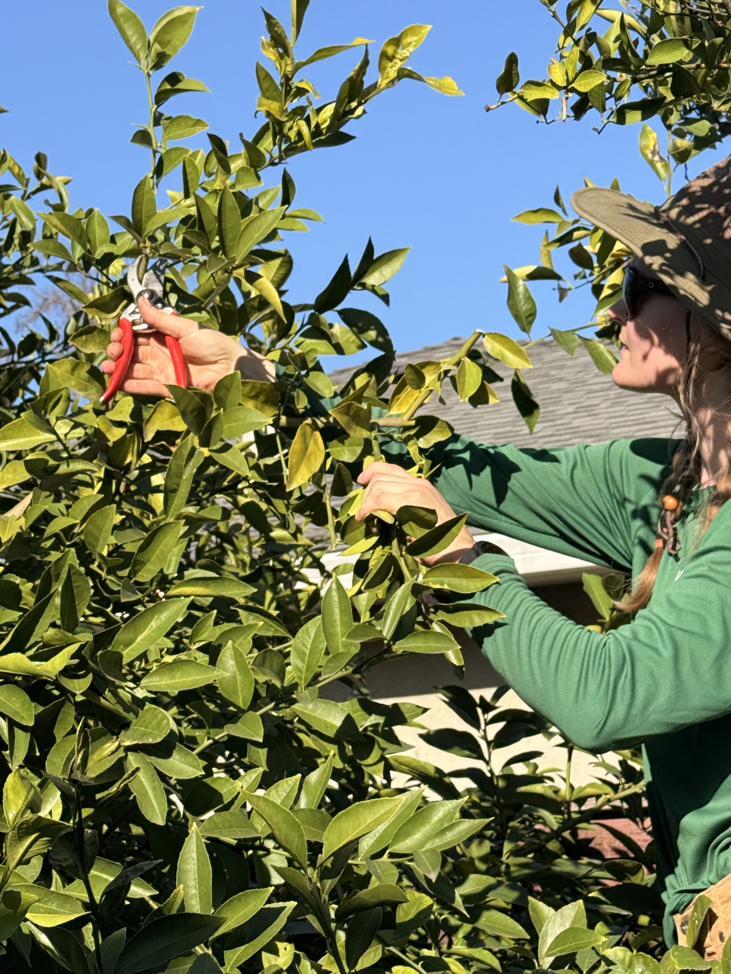 Fruit Tree Care in Sacramento: What It Actually Takes to Keep a Backyard Orchard Producing