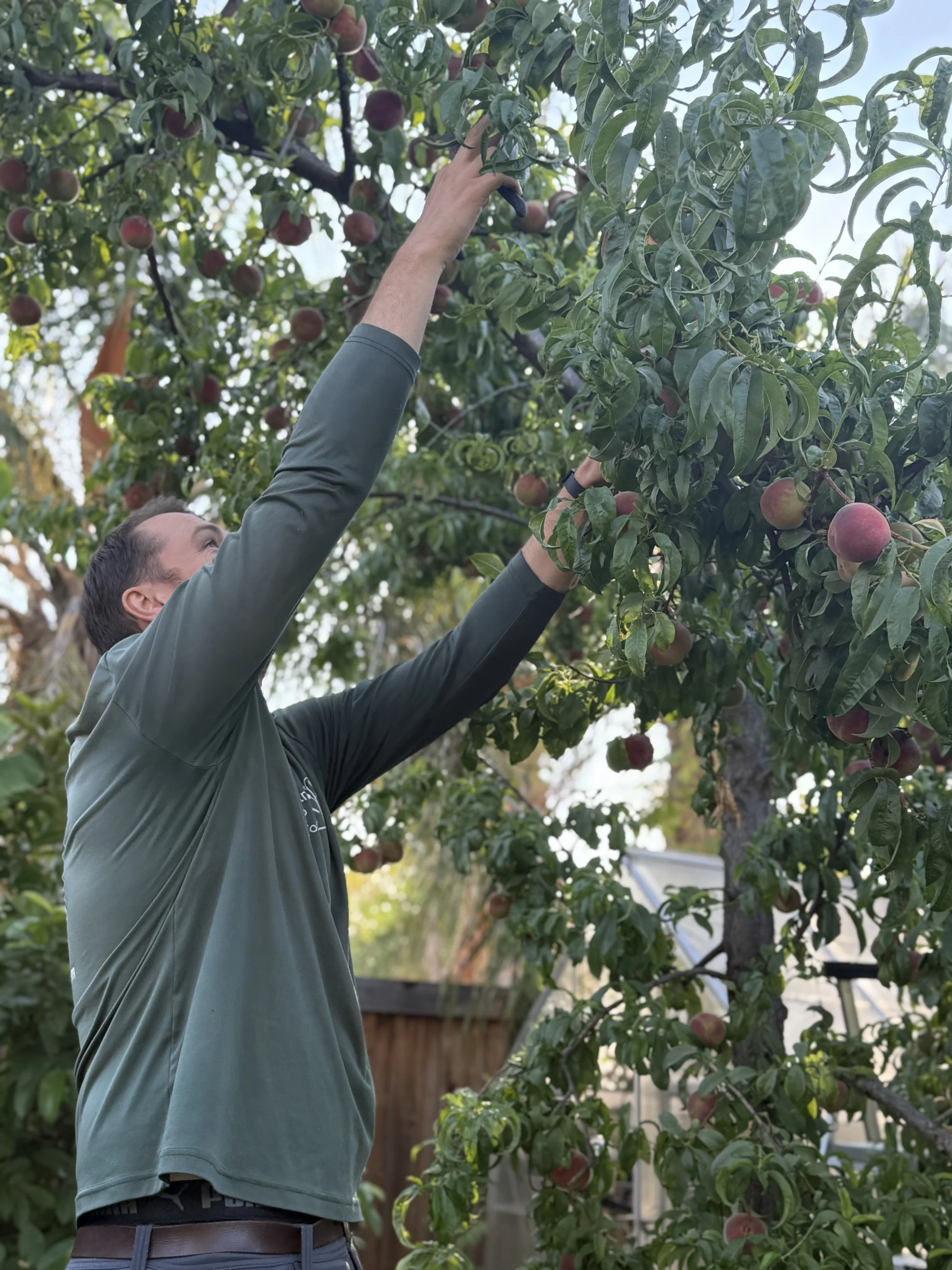 fruit tree planting and pruning