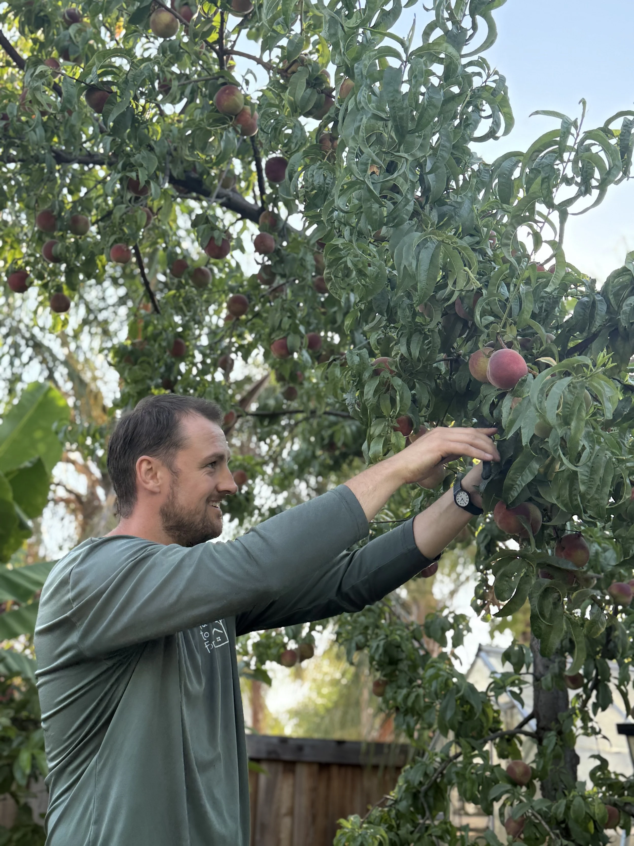 Fruit Tree Pruning