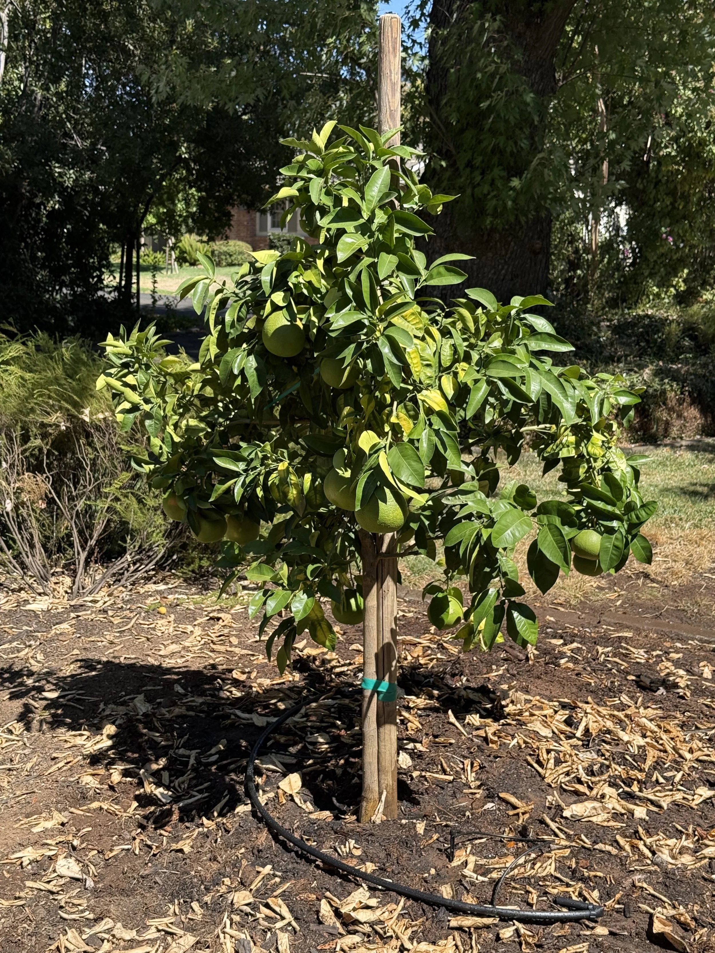 A young tree growing in a garden with a wooden fence and metal wire trellis background, sunlight casting shadows on the ground.