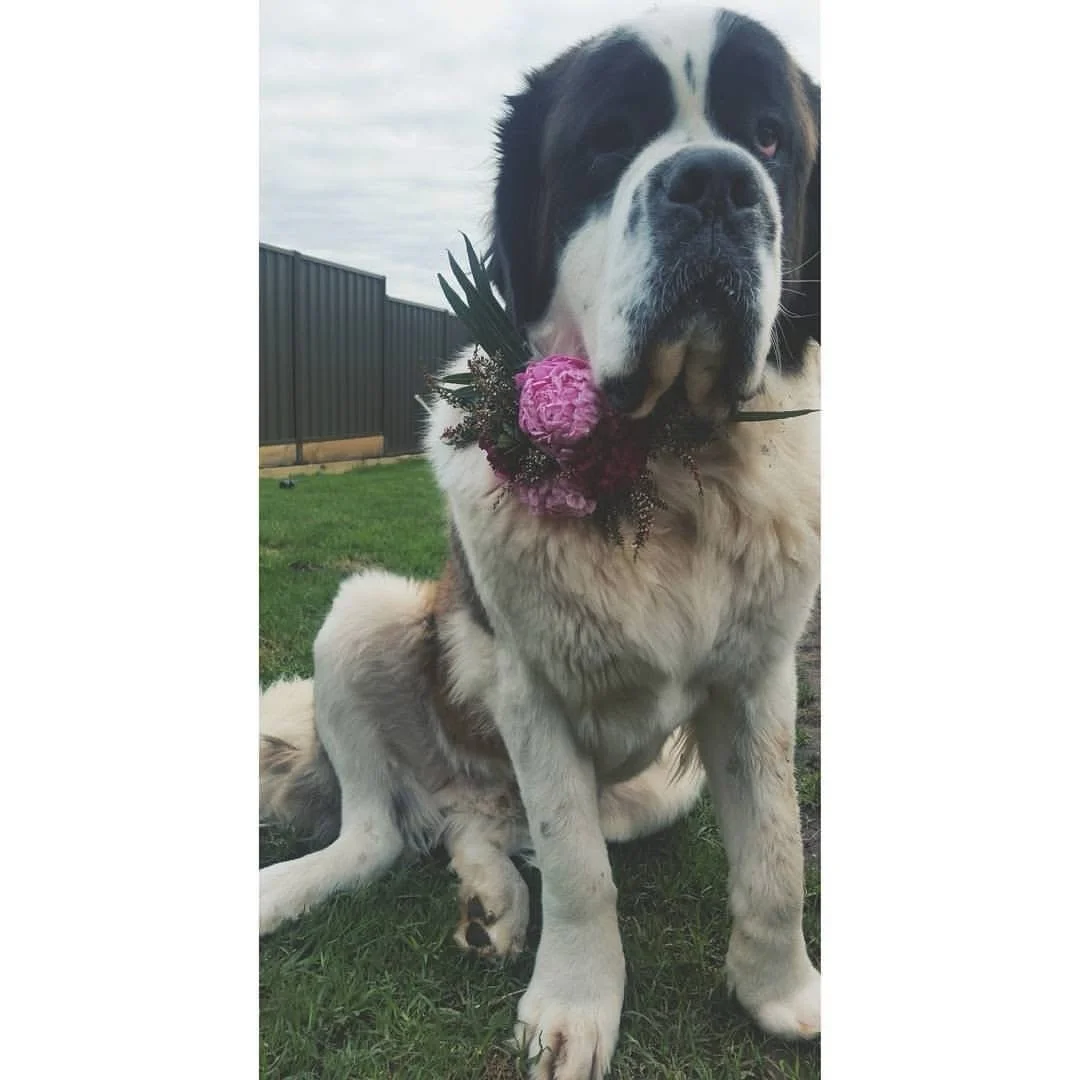 2016 was a big one! It was the year we had our big beautiful Saint Bernard, Odin. The year we started building our first home. The year we went on our first overseas holiday. The year for flower crowns. The year for instagram filters. Just a couple o