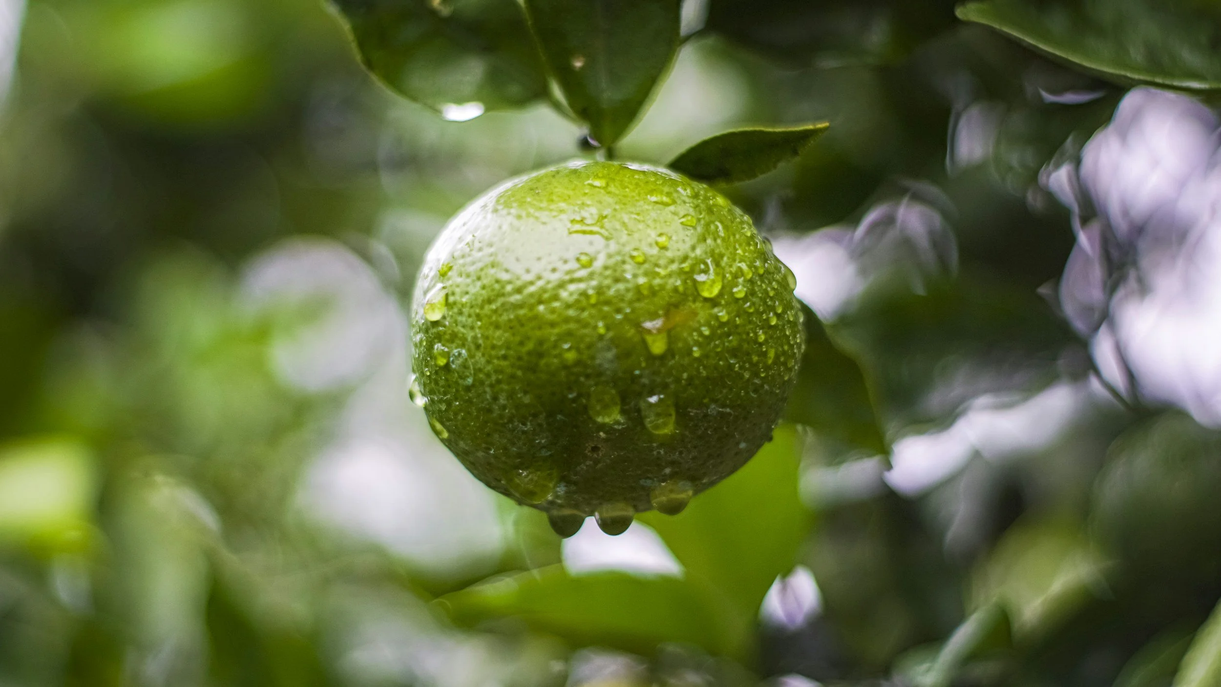 A drawing of a woman's head that has plants growing out of it.