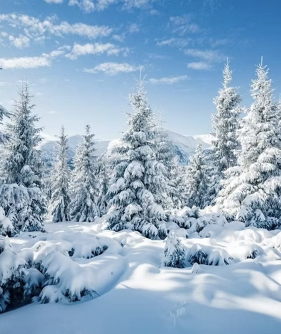 Snowy Forest Backdrop.png