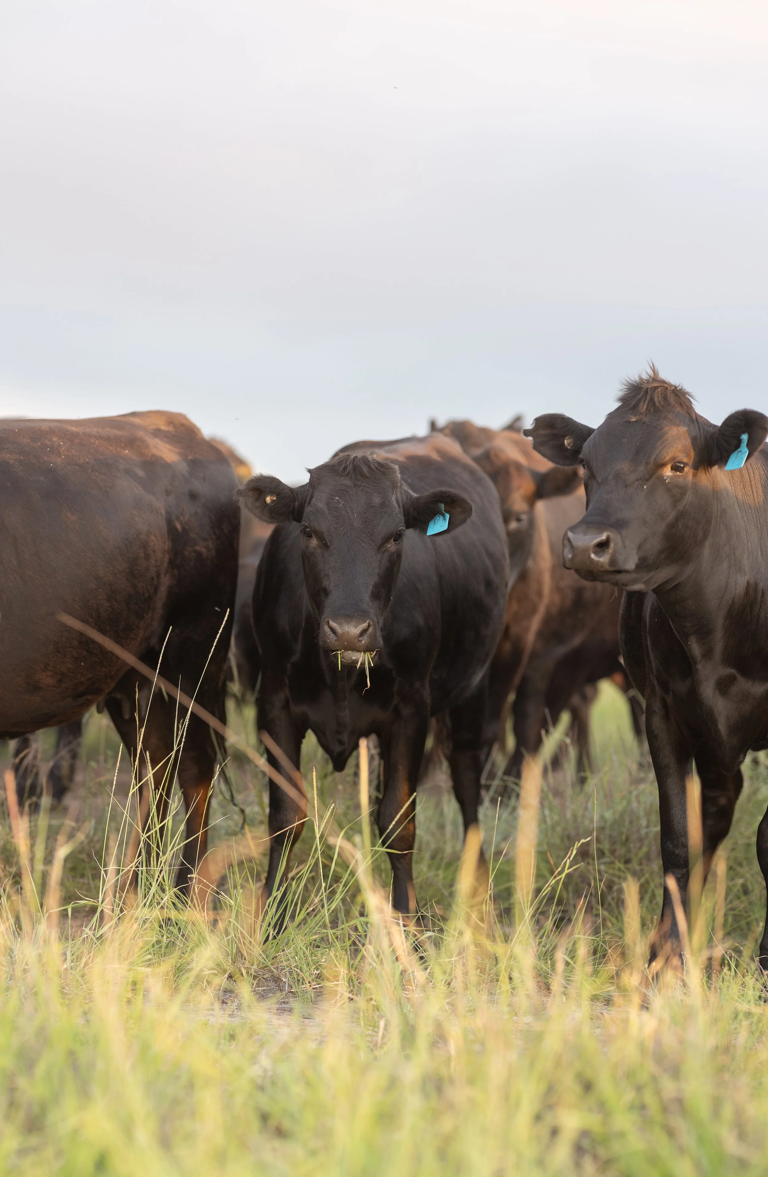 A classic old fashioned cocktail