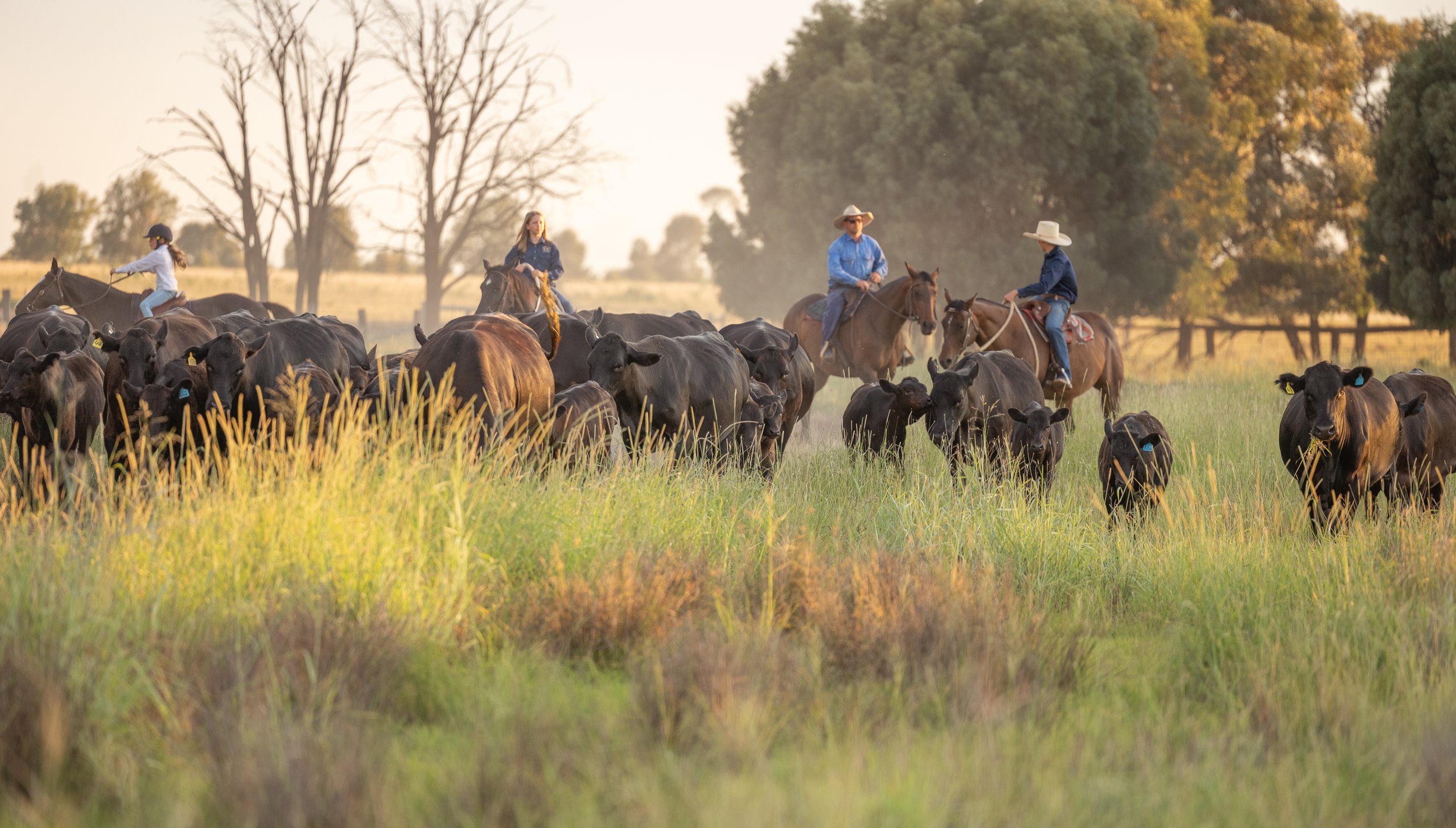 A martini cocktail with olives