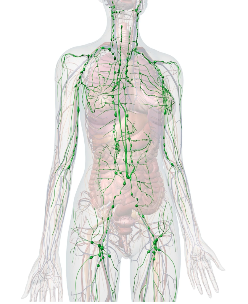 Who Is Lymphatic Drainage Massage For? Lymphedema, Lipedema, Post-Op &amp; More | The Lymph Current
