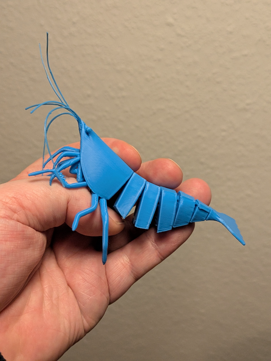 articulated-shrimp-993671-04.png