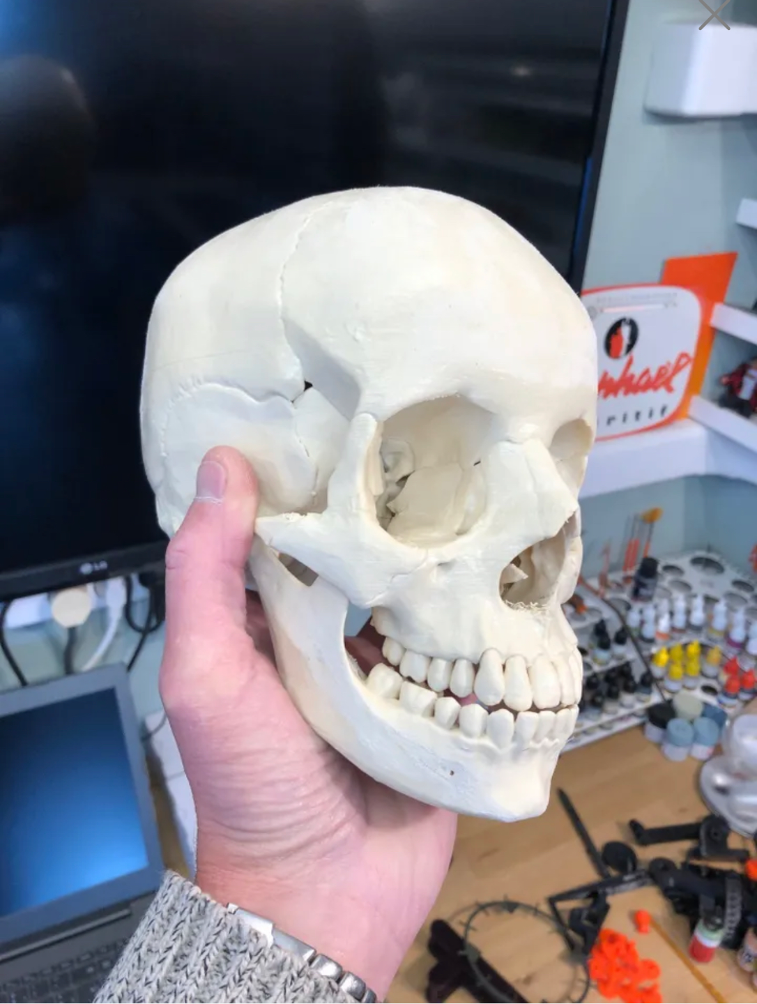 human-skull-anatomically-correct-229818-05.png