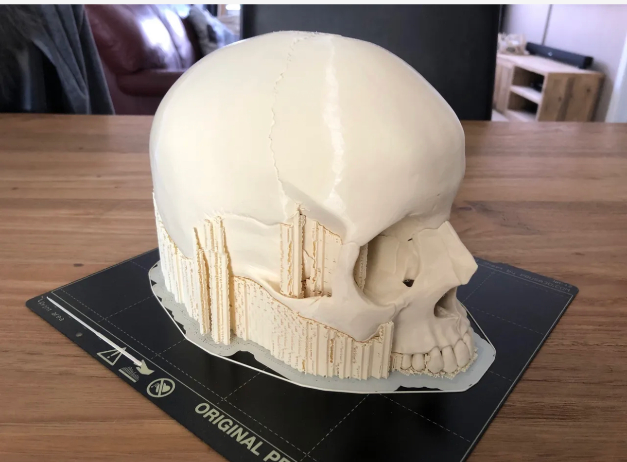 human-skull-anatomically-correct-229818-04.png