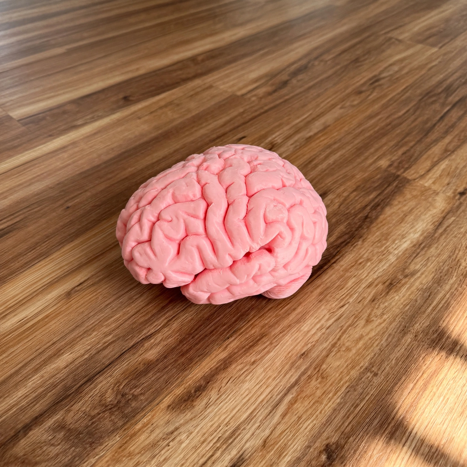 Brain