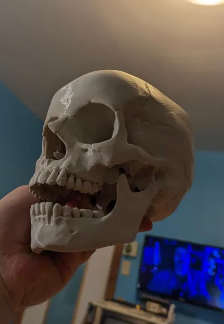 human-skull-anatomically-correct-229818-02.png
