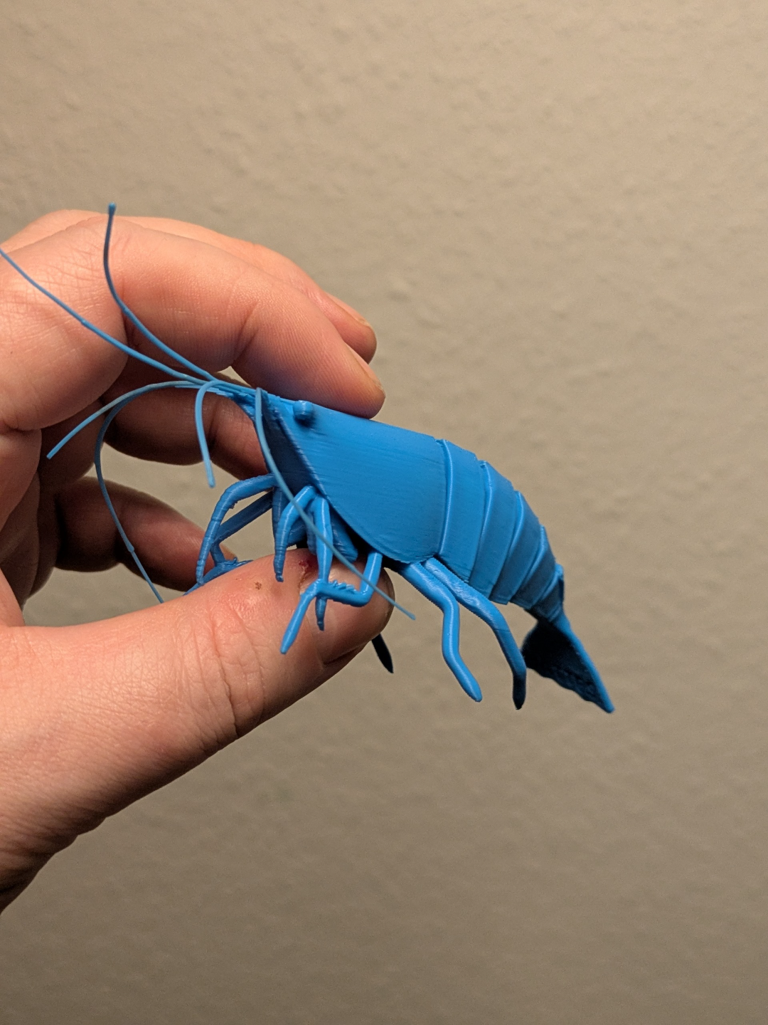 articulated-shrimp-993671-03.png