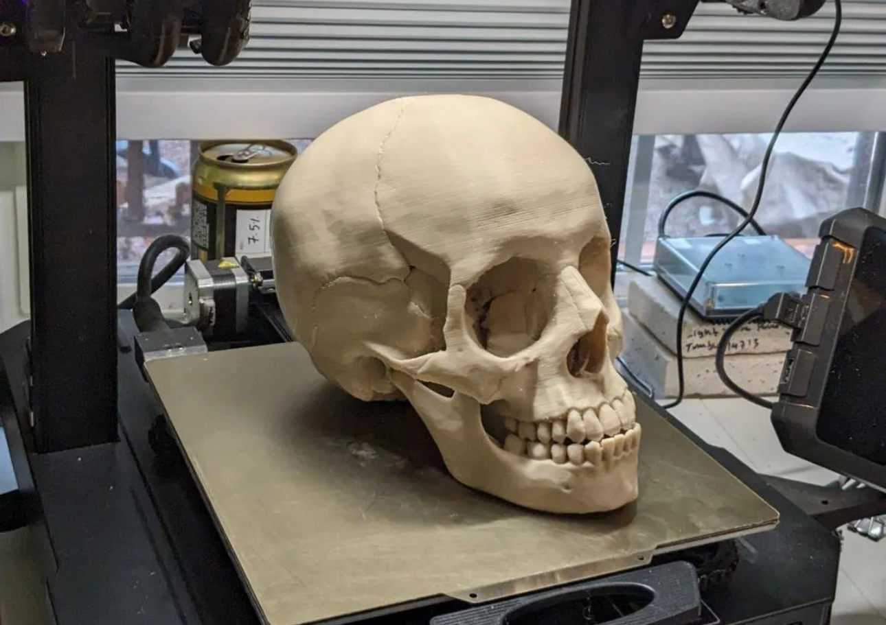 human-skull-anatomically-correct-229818-01.png
