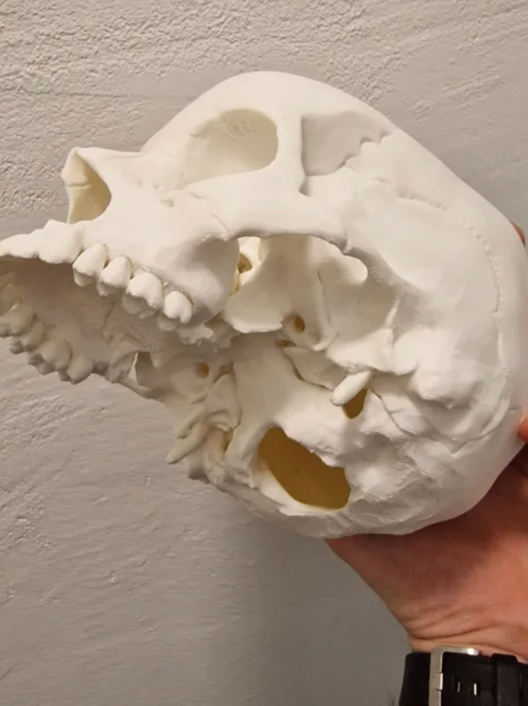 human-skull-anatomically-correct-229818-03.png