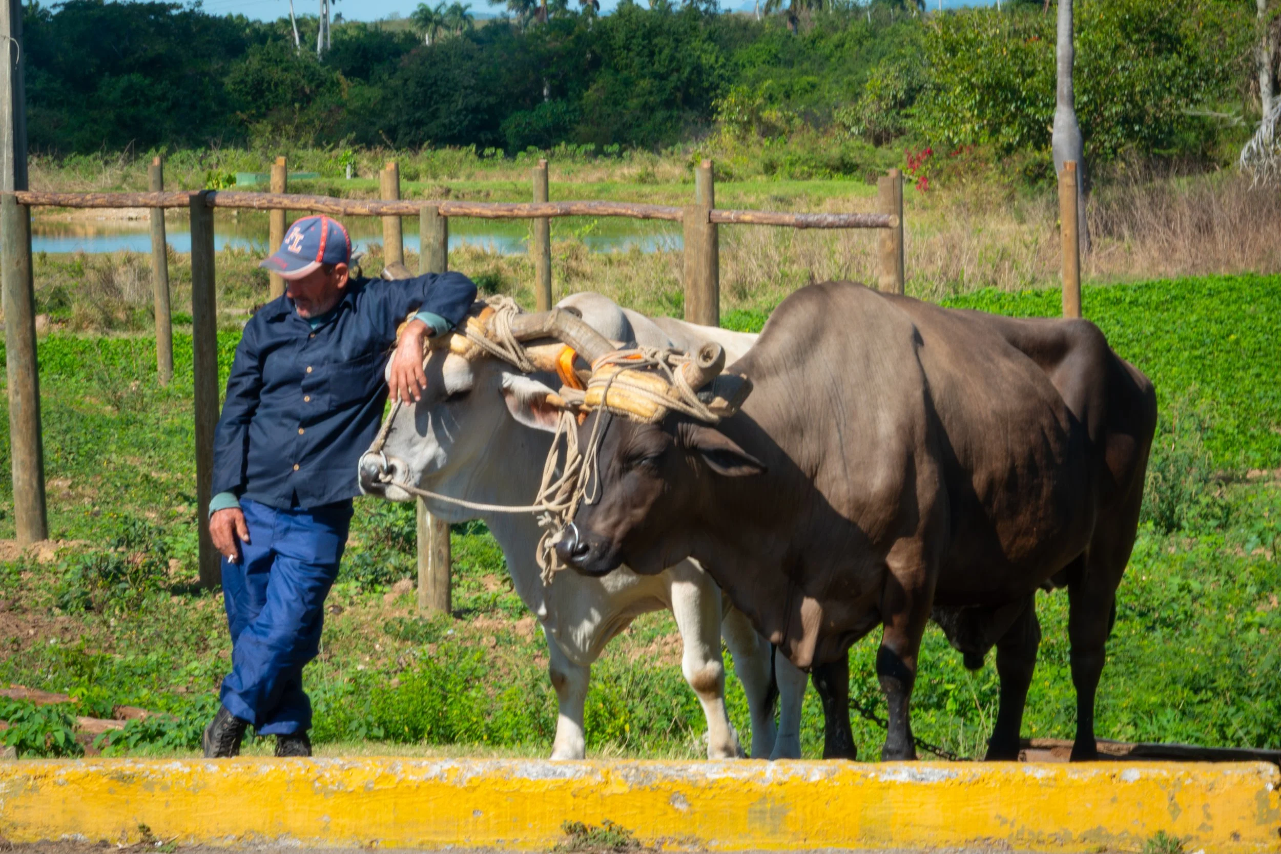 Los Toros
16"x20"  $225