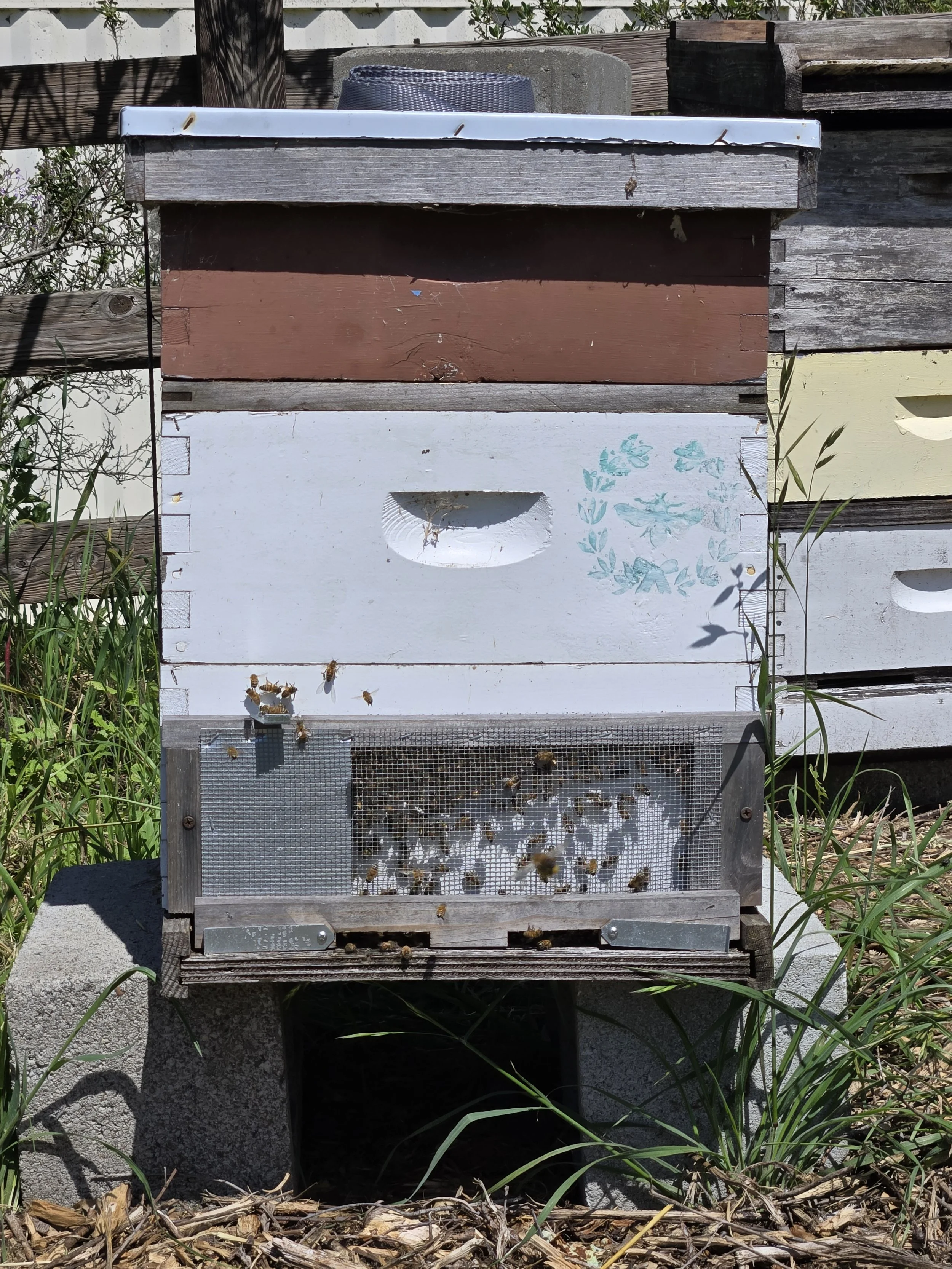 Outdoor bee hive with bees flying around it, set on a concrete block and garden with grass and plants.
