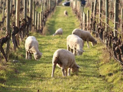 Sheep grazing in a vineyard pathway.