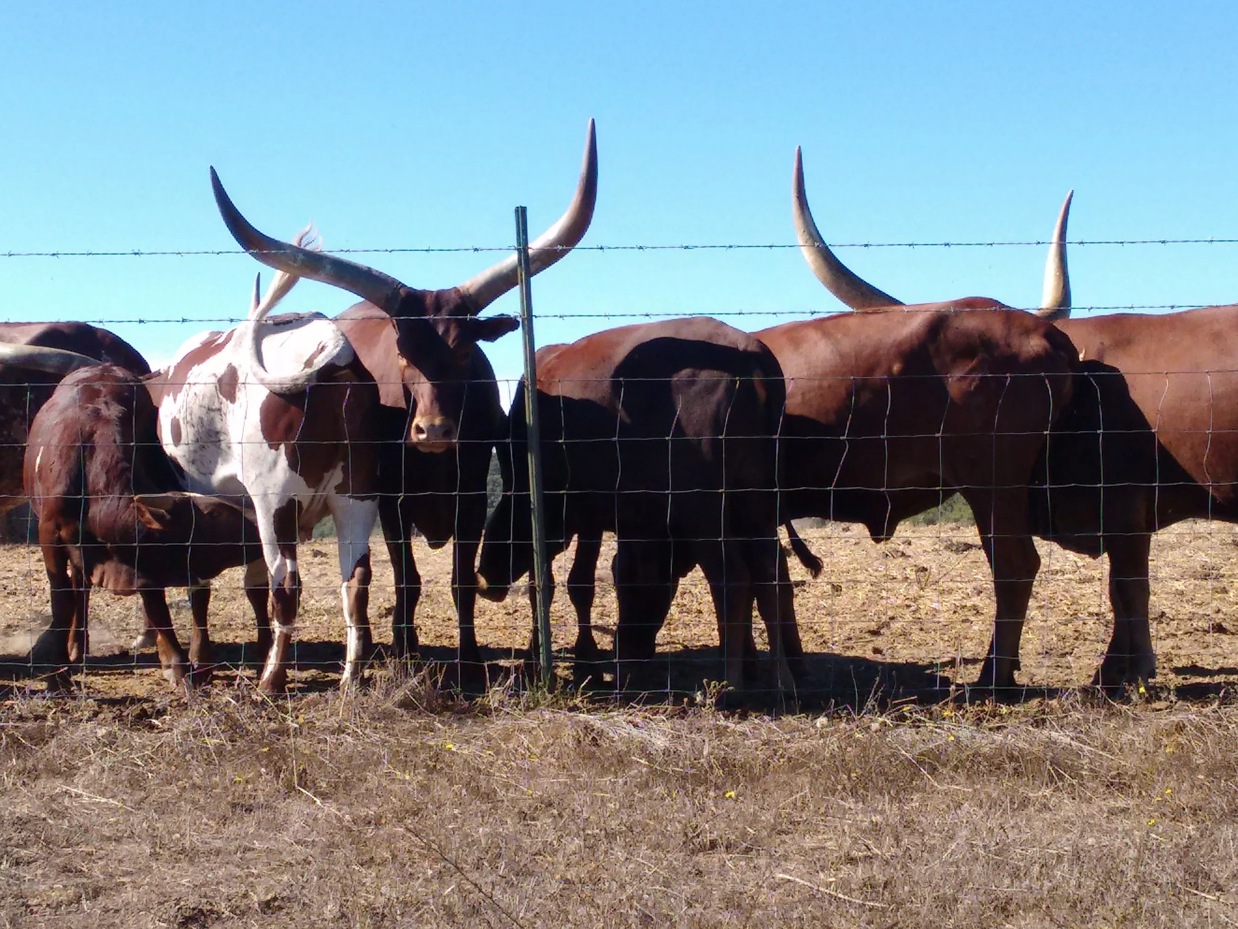 Program and project management services for specialty agriculture.