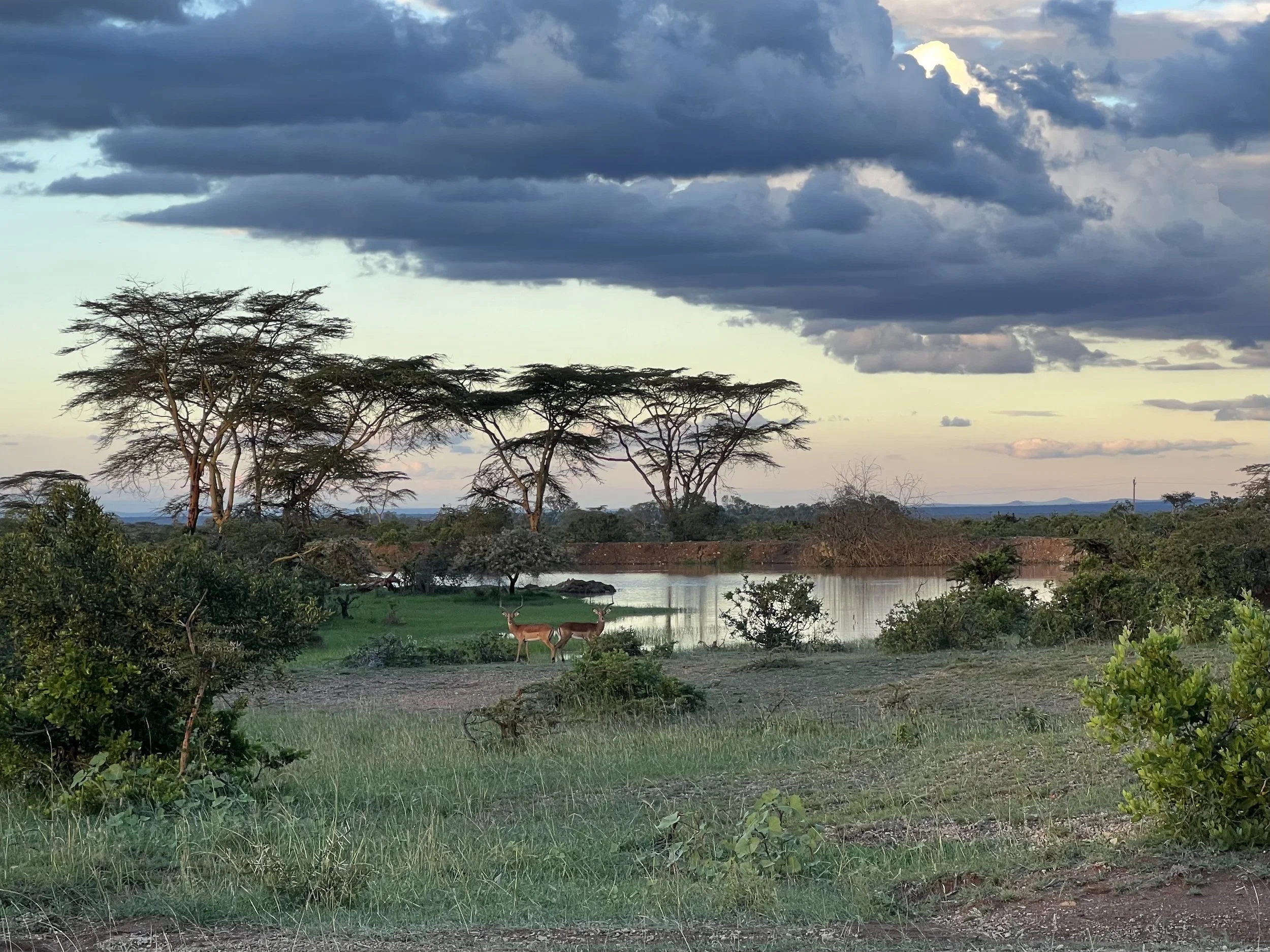 African landscape featuring a small body of water, trees, and two antelopes near the water at sunset or sunrise with dark clouds overhead.