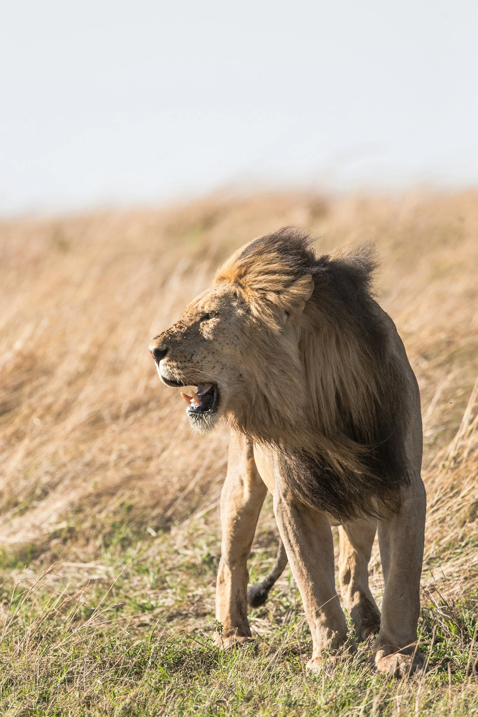 A lion mid-roar standing on dry grassland.