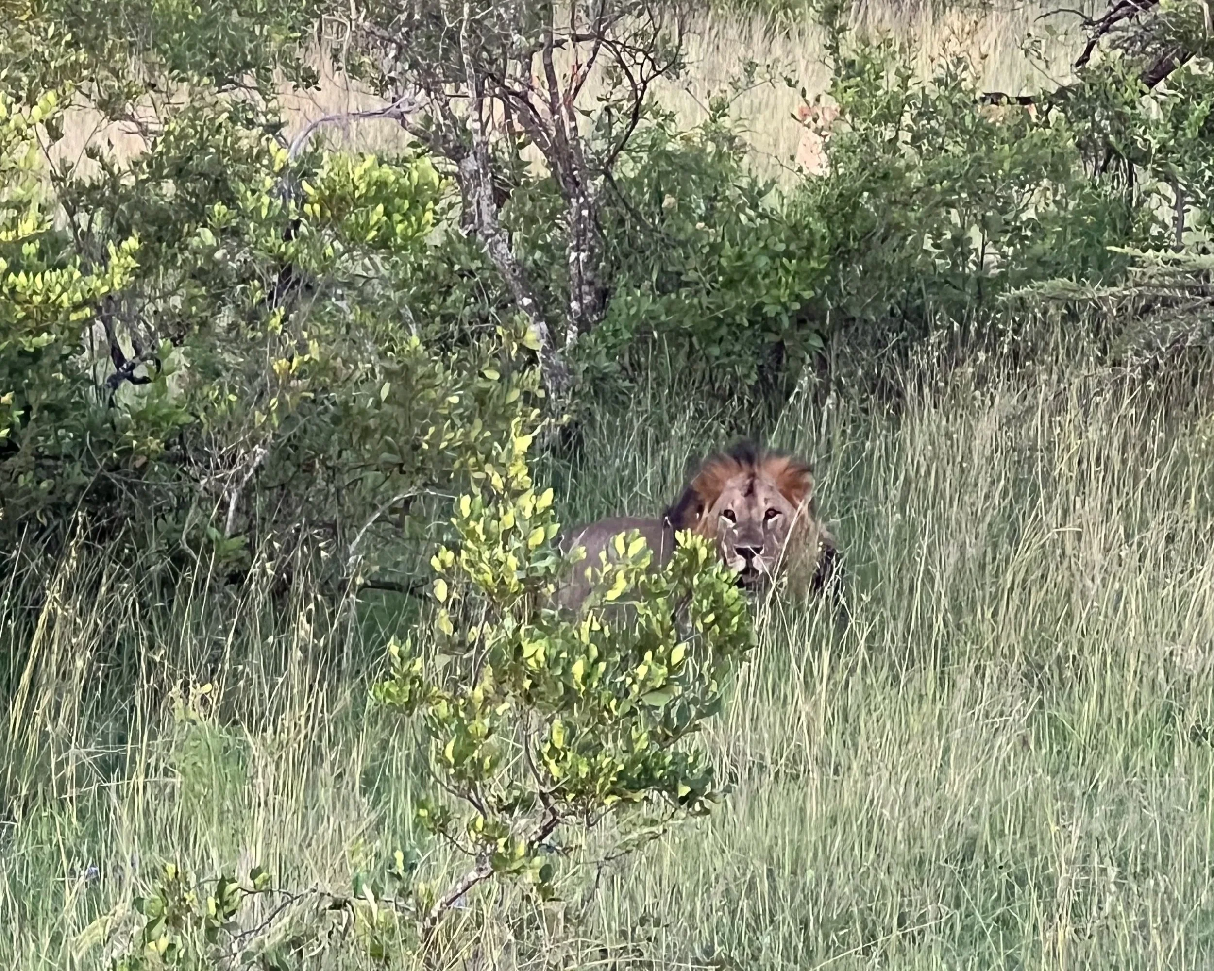 A lion resting in tall grass among bushes and trees in a natural habitat.