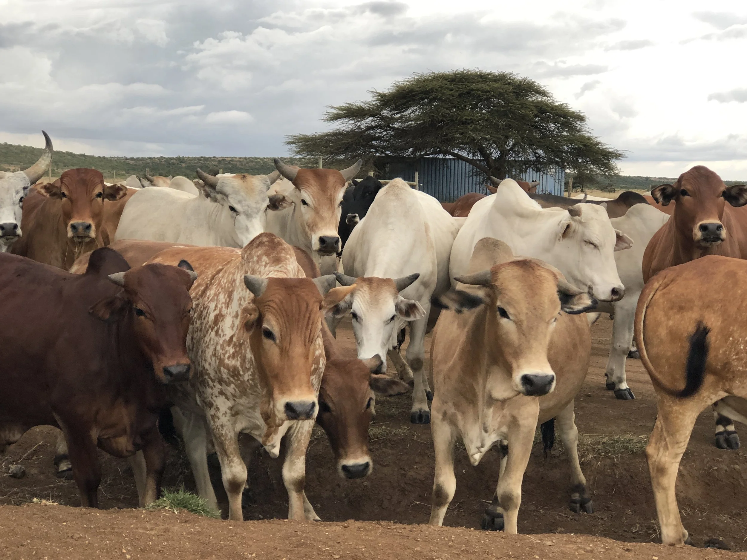A herd of cows of various breeds and colors standing on dirt ground under a cloudy sky with a tree and a building in the background.