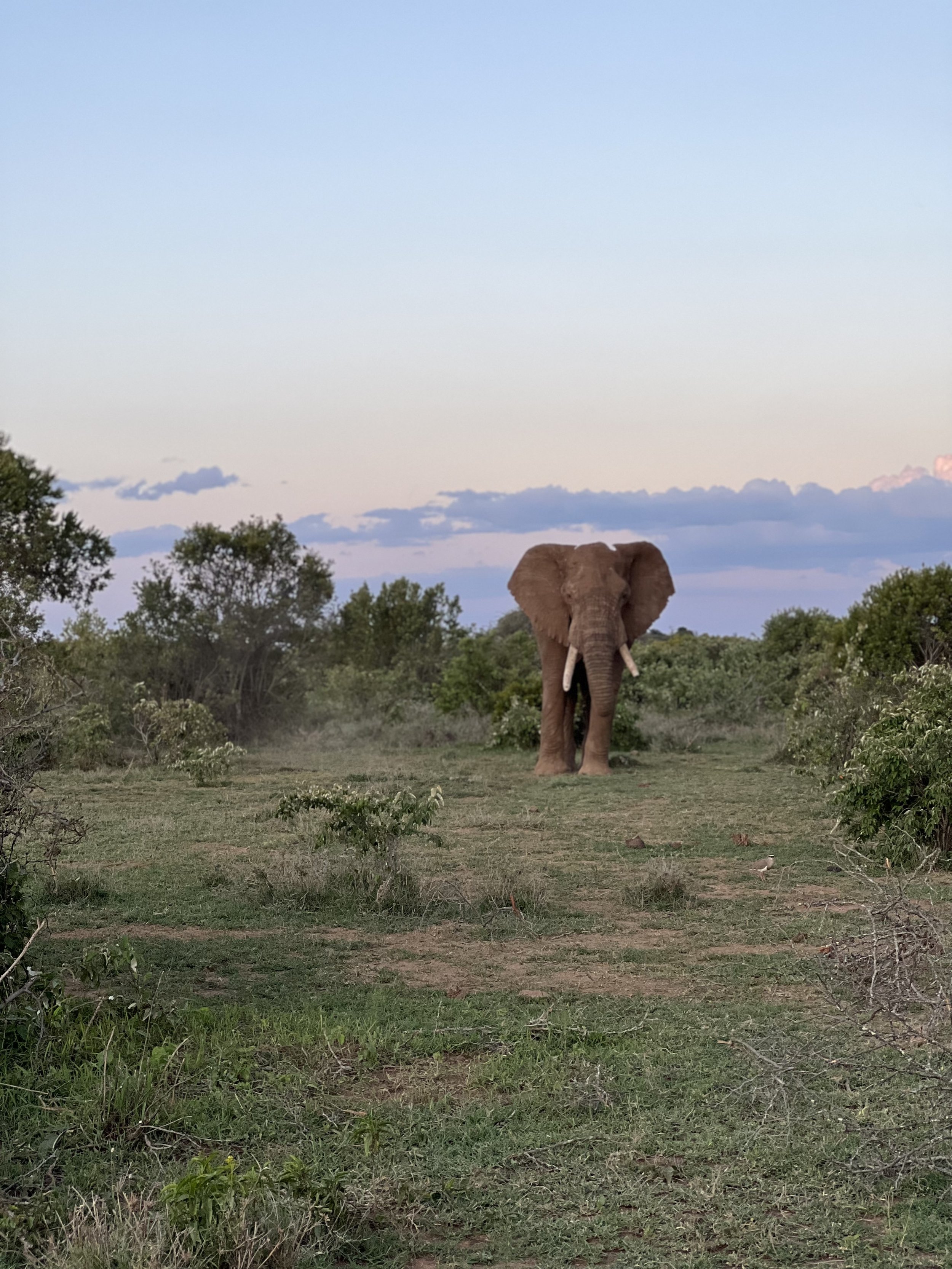 An elephant standing on a dirt path in a grassy area surrounded by bushes and trees in a savannah landscape, with a partly cloudy sky in the background.