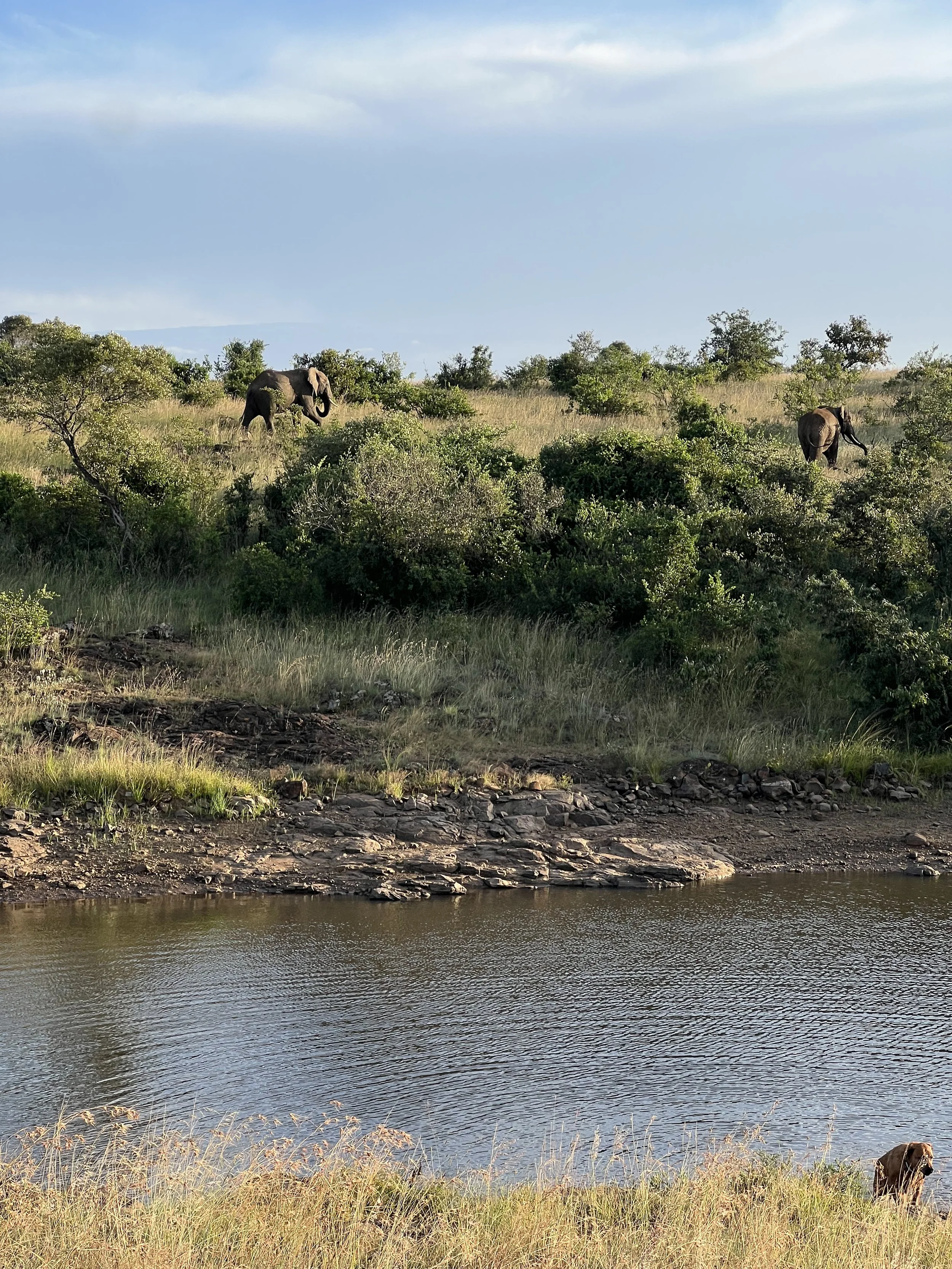Two elephants on a grassy hillside near a body of water, with trees and a blue sky in the background.