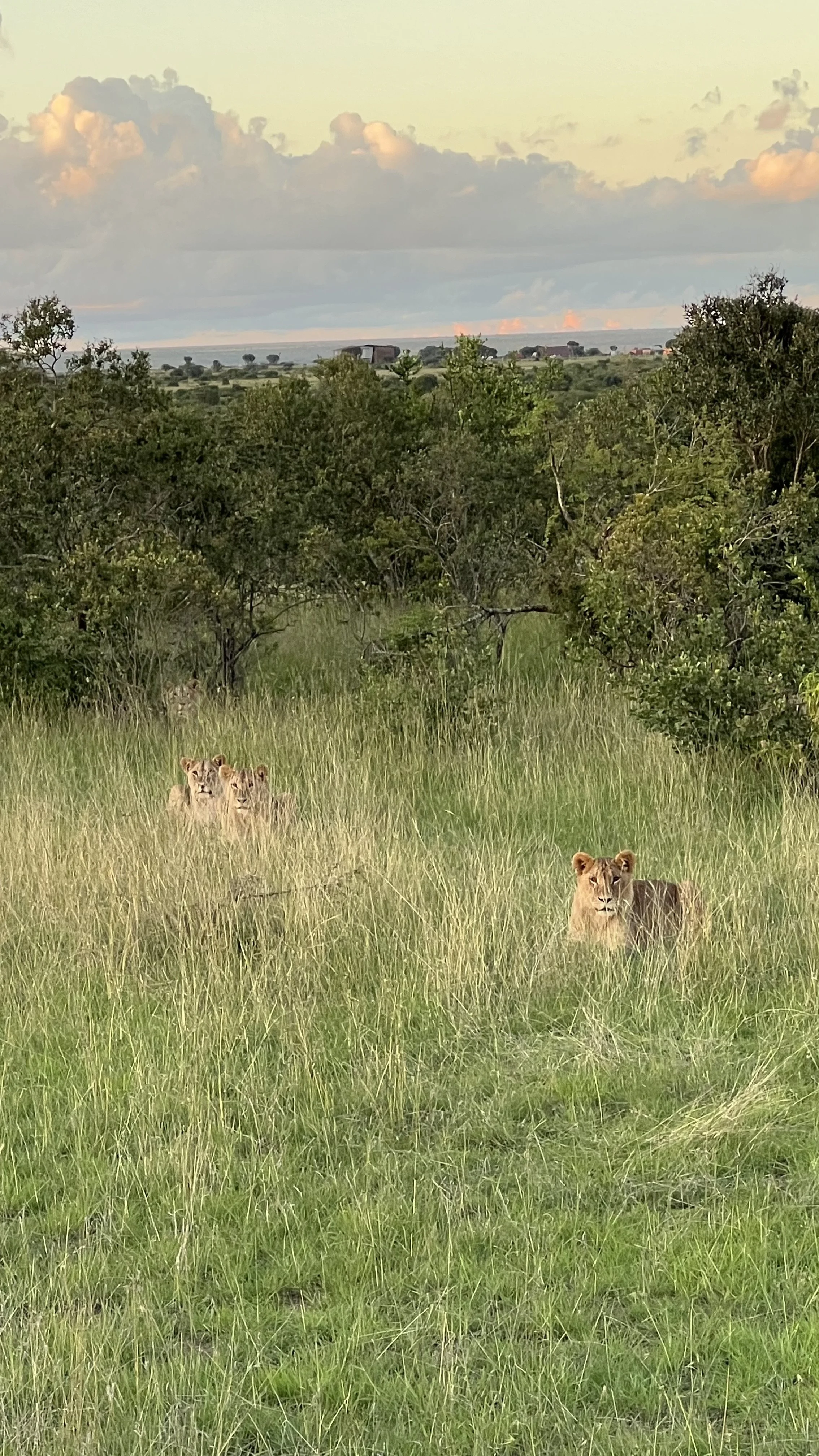 Three lions, two cubs and one adult, resting in tall grass in a savannah landscape with trees, bushes, and cloudy sky.