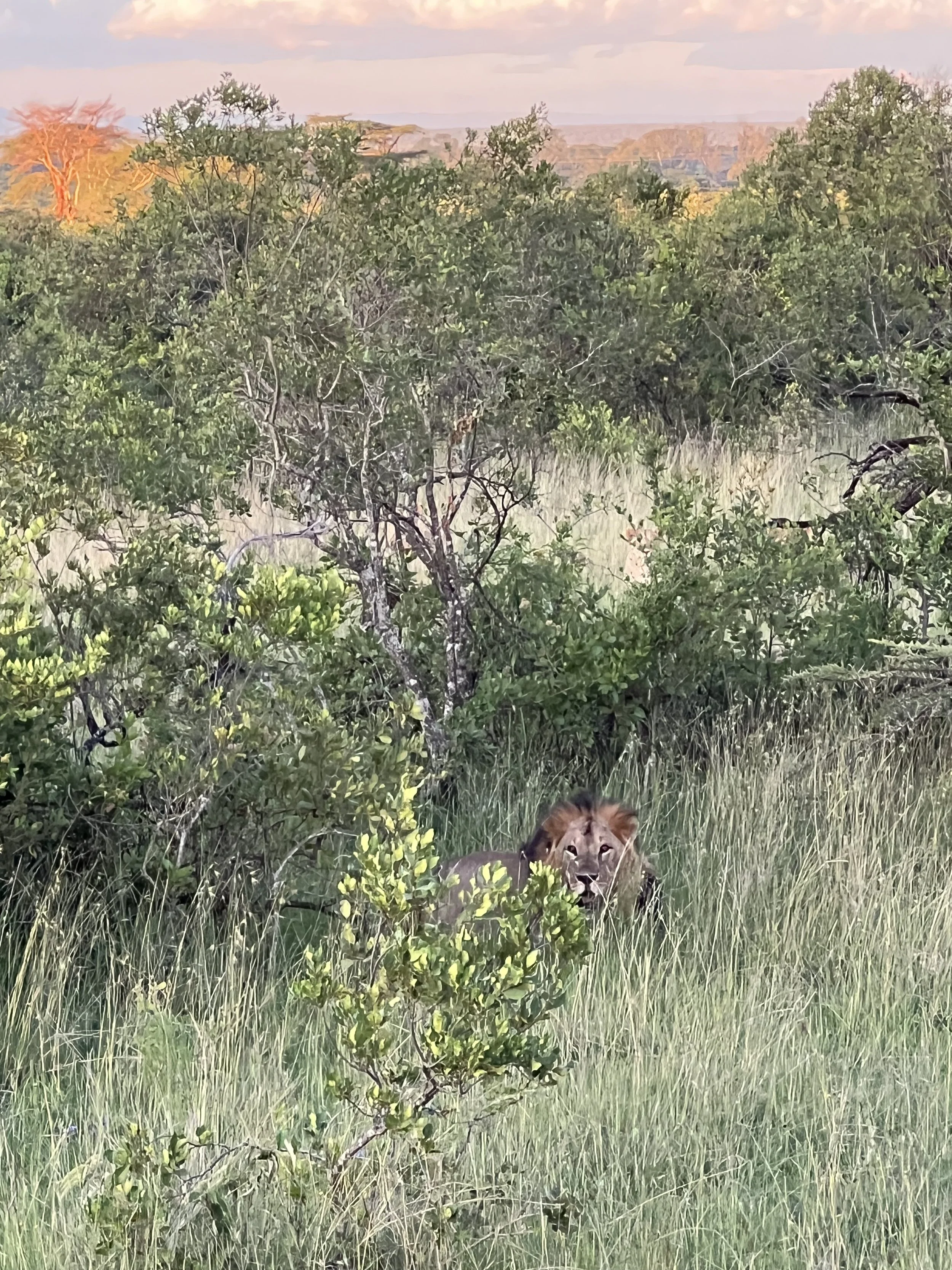 A lion peeking through green bushes in a grassy landscape with trees and a distant canyon in the background under a cloudy sky.