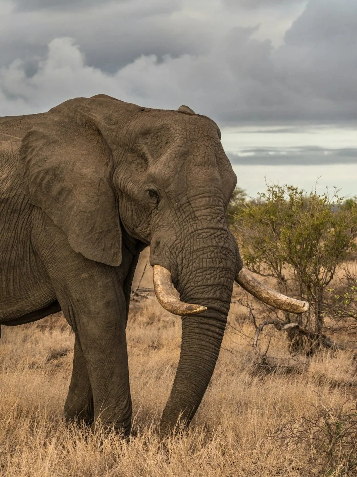 A large adult elephant standing in a dry grassland with a cloudy sky and sparse bushes in the background.
