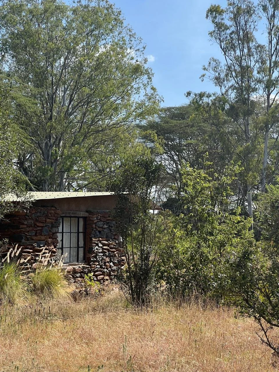 A small stone house with a metal roof, surrounded by trees and dry grass in a natural setting.