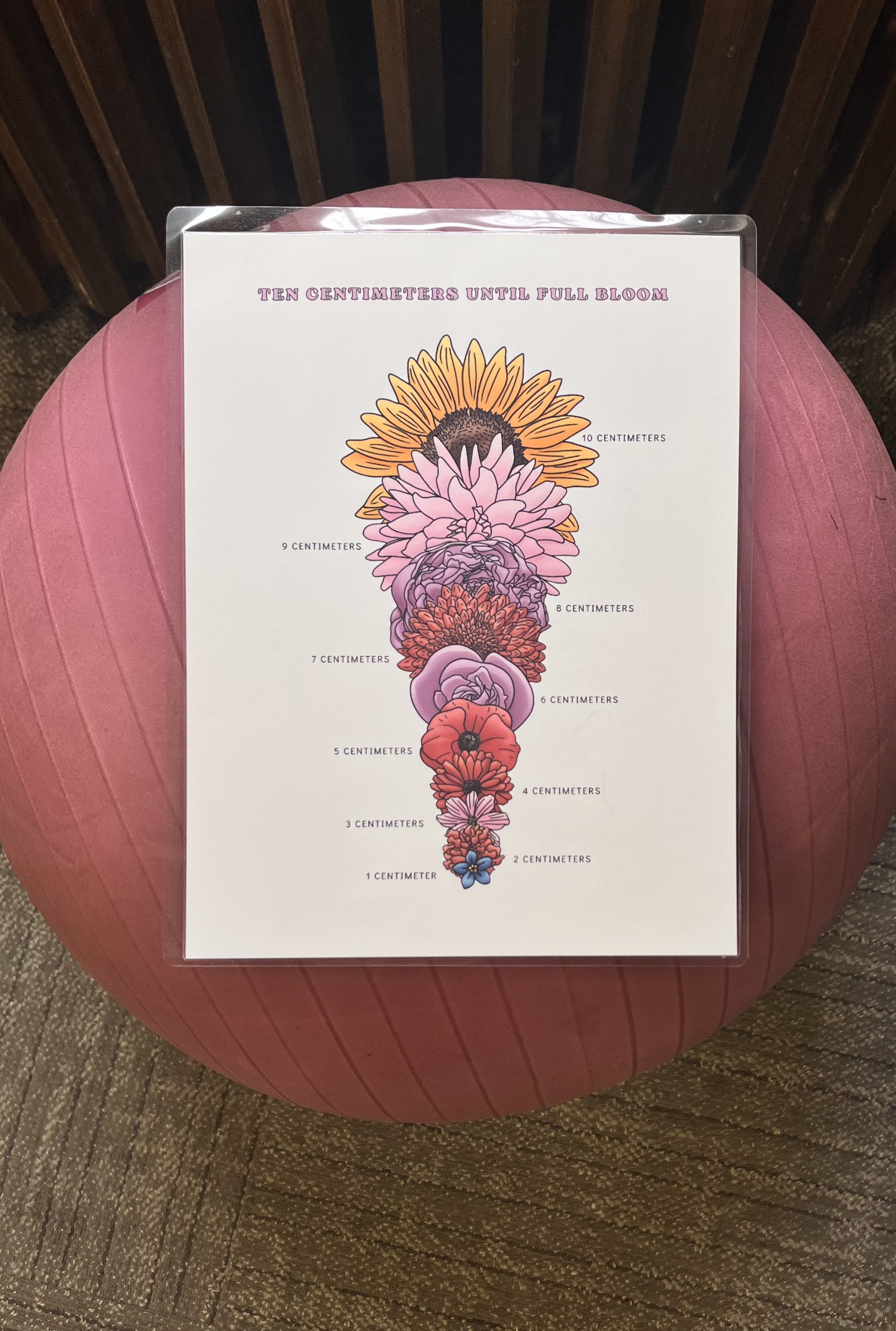 A diagram of flowers arranged from 1 to 10 centimeters, showing the approximate size each flower will bloom.