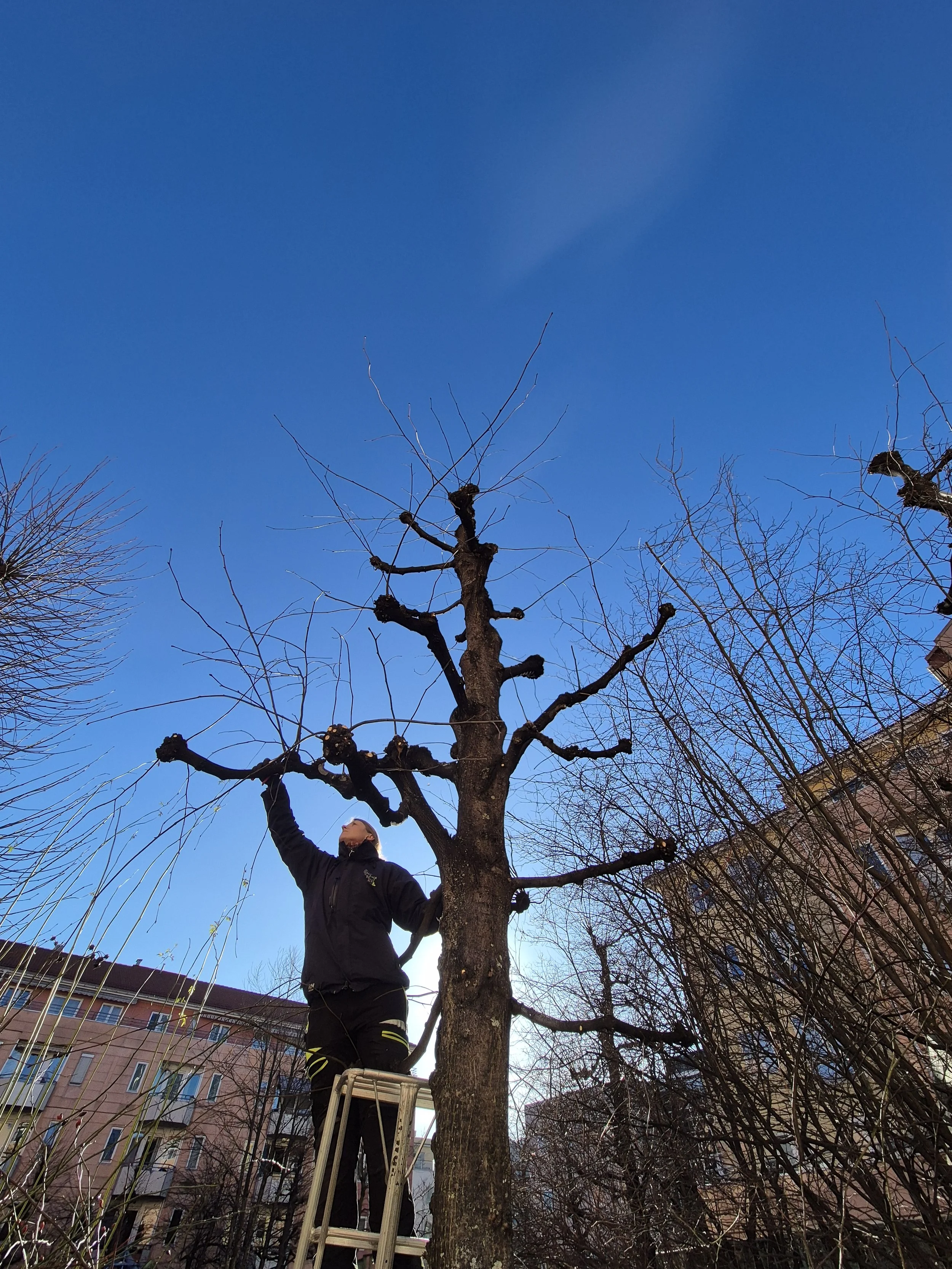 Beplantning og grøntområder